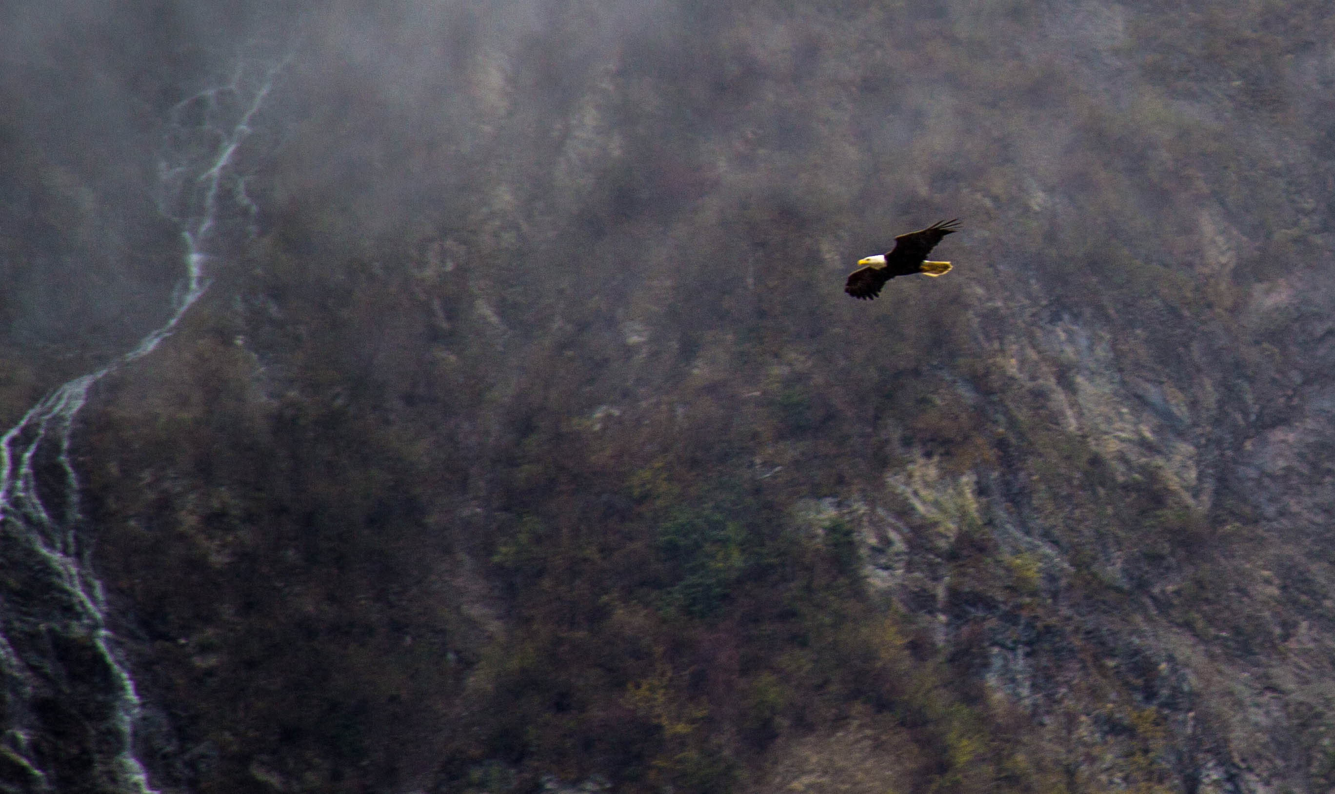 flying eagles, alaska eagle, day, animal, outdoors, land, one animal, animal wildlife, mountain, flying, vertebrate, animal themes, nature, beauty in nature, HD Wallpaper