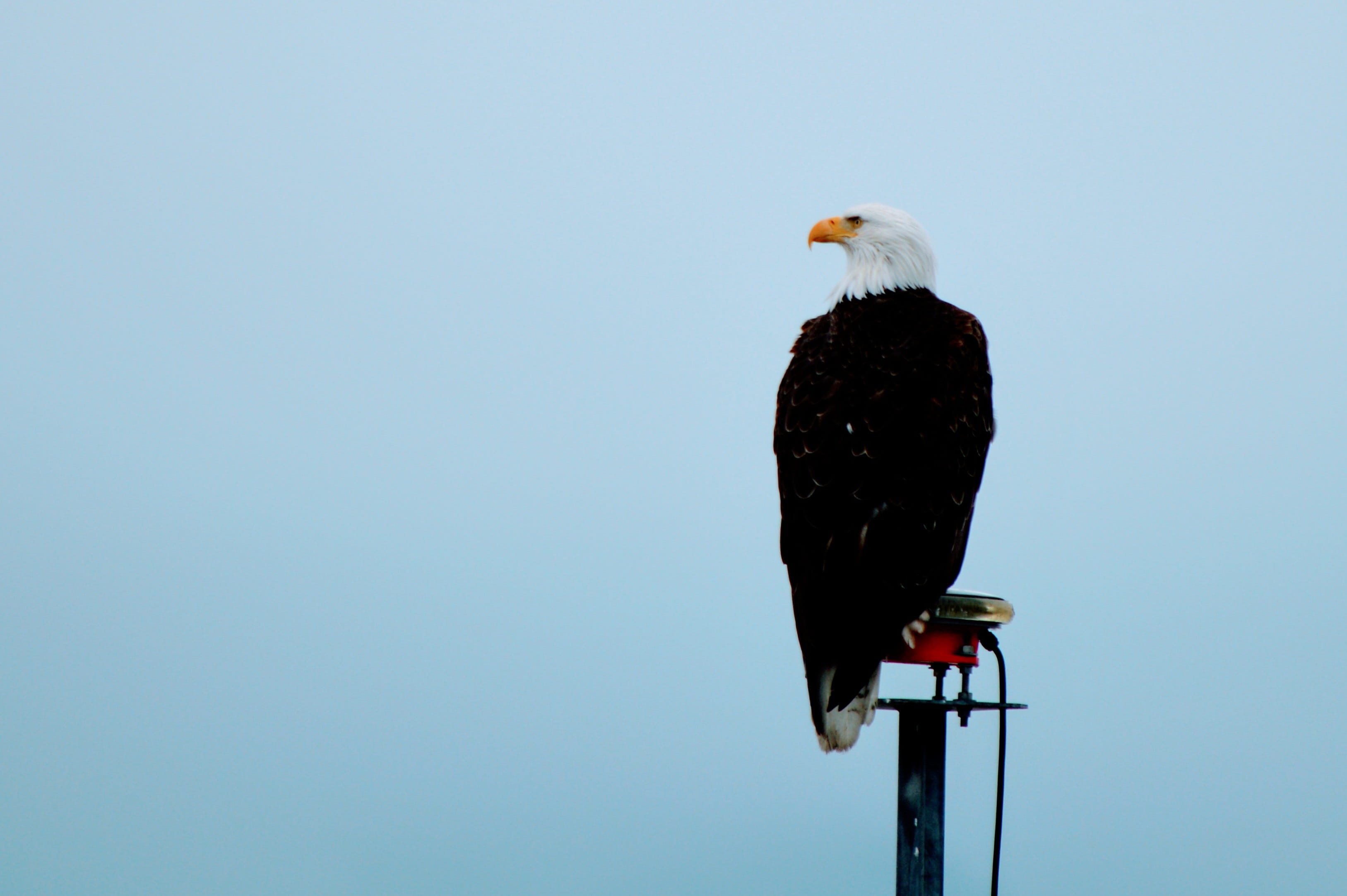 one animal, sky, clear sky, copy space, outdoors, nature, eagle, alaska, low angle view, cruise, full length, day, blue, seward, vertebrate, animal wildlife, HD Wallpaper