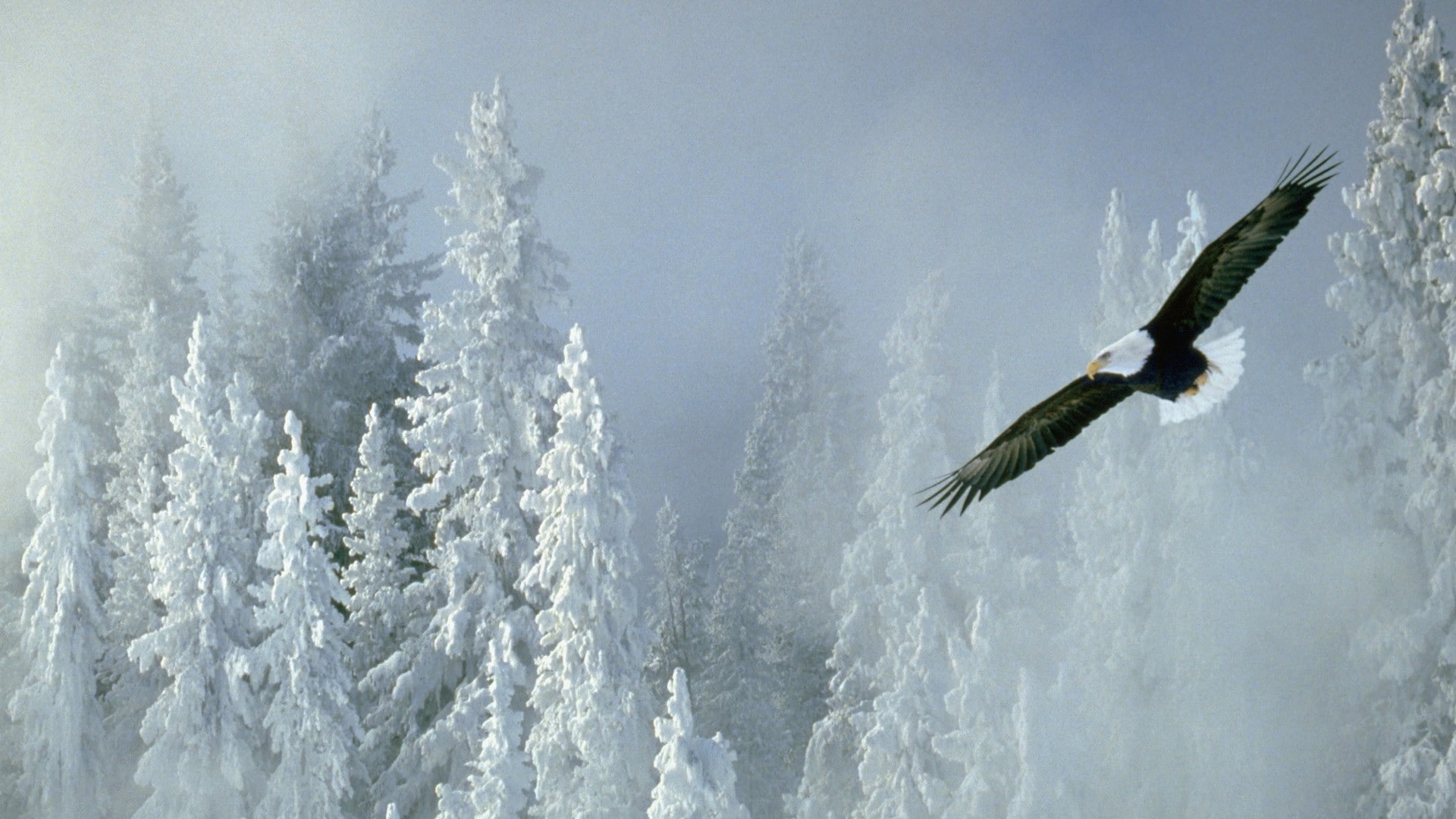 1080P, alaska, winter, bald, eagles, HD Wallpaper
