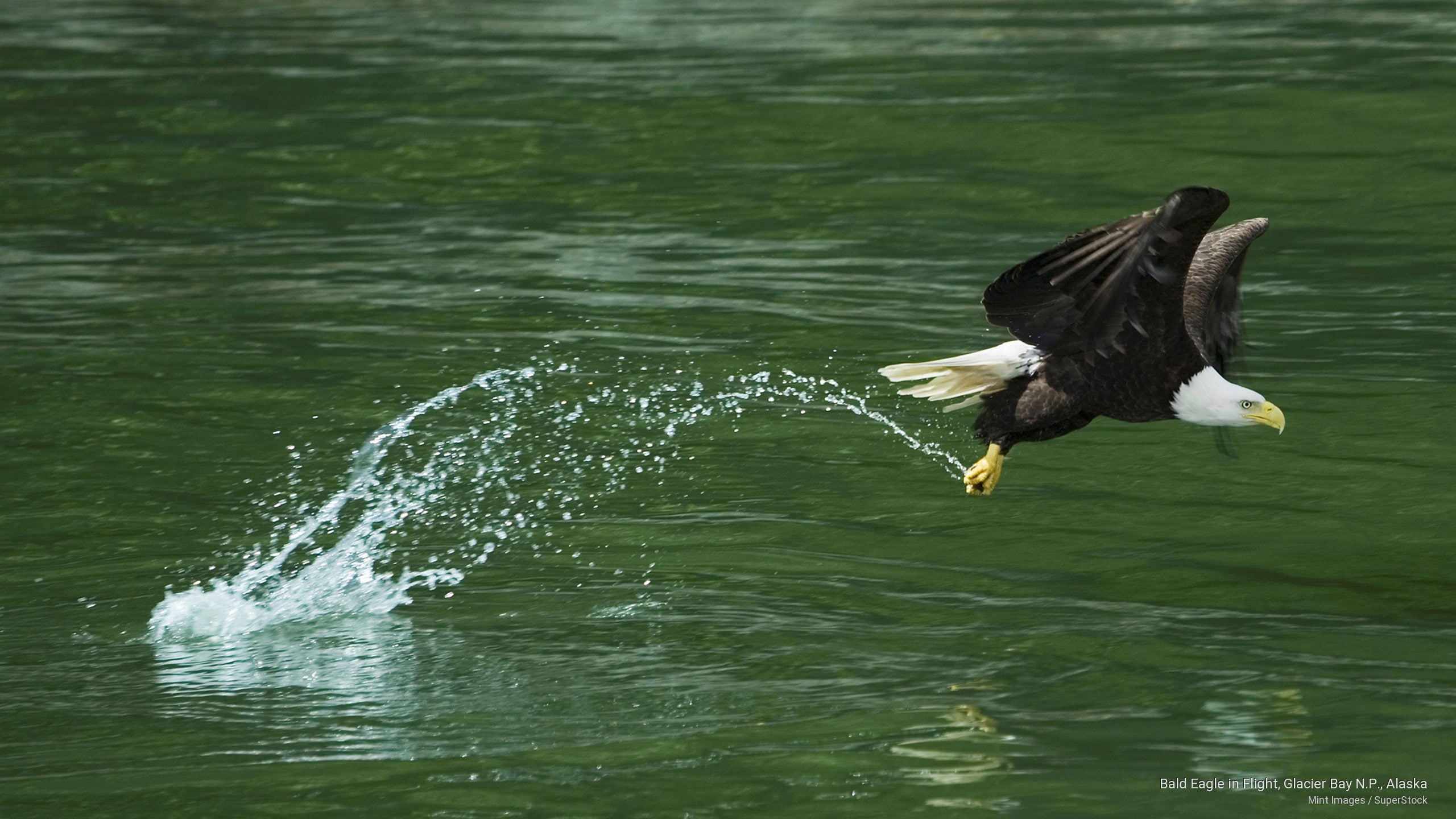 glacier, bald, Birds, alaska, flight, n, eagle, p, 2K, bay, HD Wallpaper