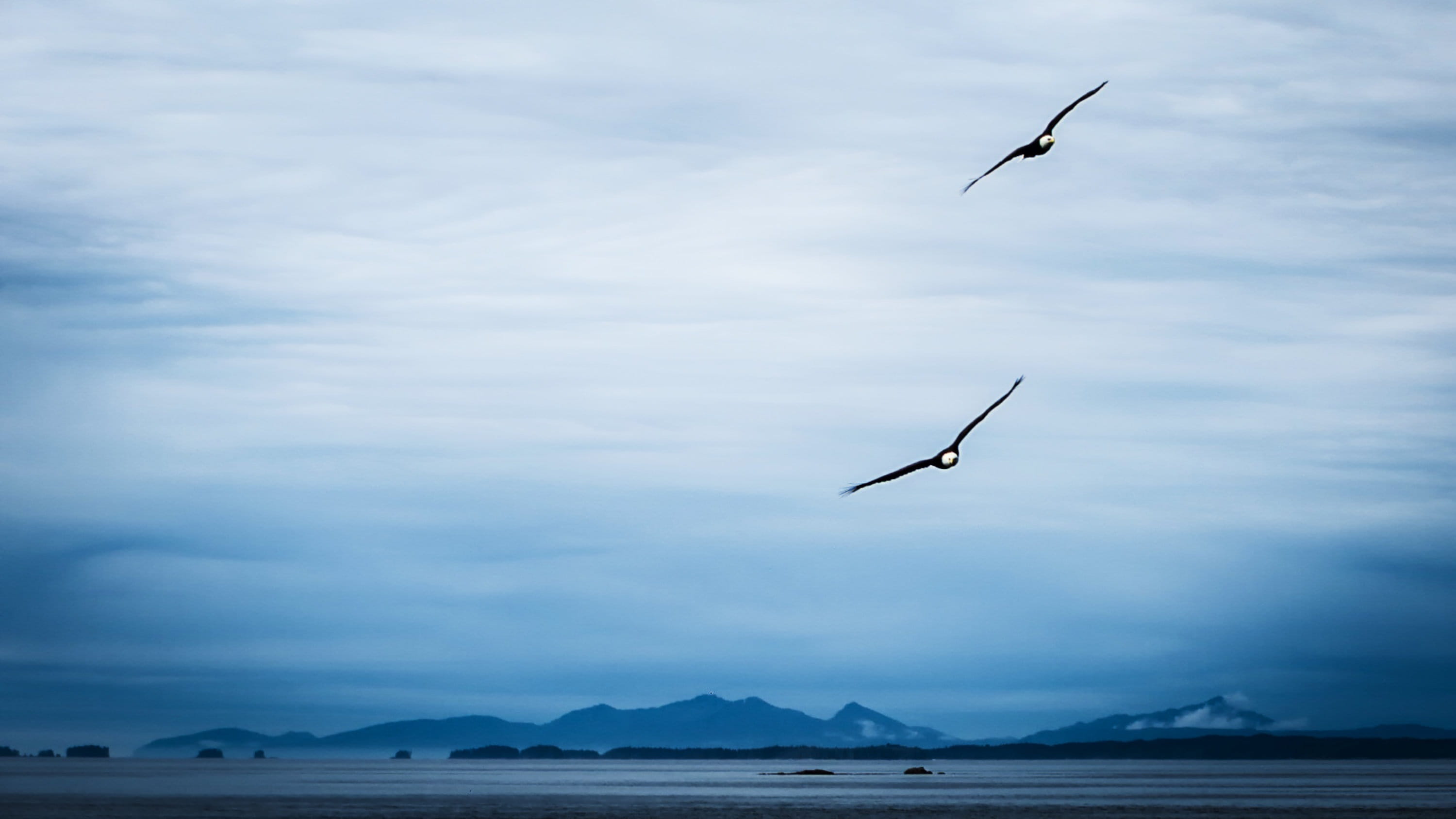 water, scenics - nature, mid-air, animal wildlife, one animal, abendstimmung, vertebrate, cloud - sky, pacific, animal, tranquil scene, flying, nature, HD Wallpaper