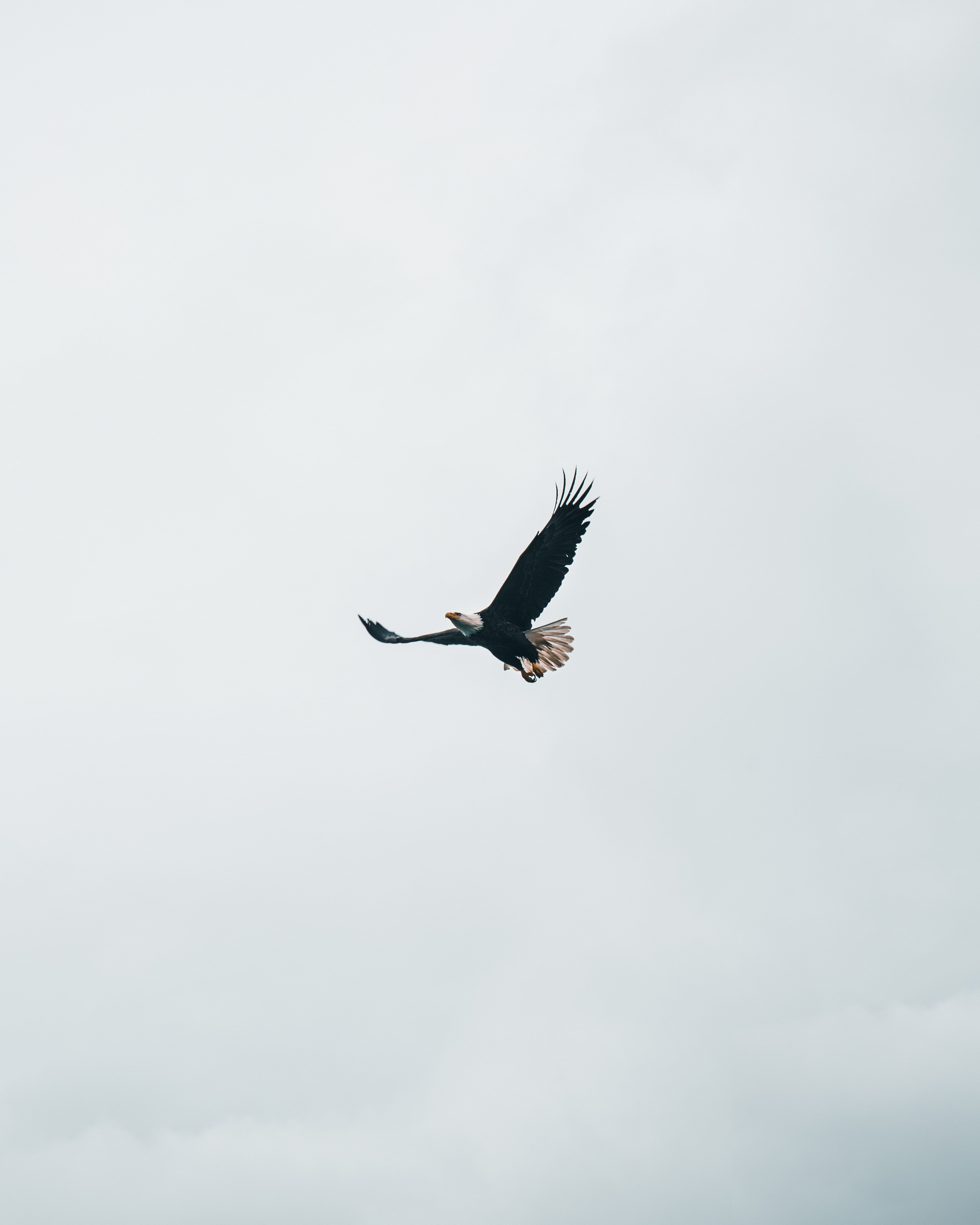 no people, animal wildlife, mid-air, flying, animal, full length, soar, bald, low angle view, bird, wing, copy space, outdoors, freedom, alaska, daytime, Phone HD Wallpaper