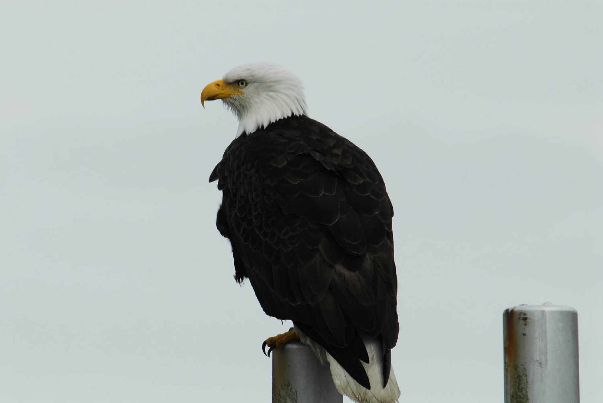 post, alaska, usa, raptor, one animal, clear sky, wildlife, eagle, majestic, 1080P, glacier bay, bird, vertebrate, hunter, american, outdoor, nature, looking, HD Wallpaper