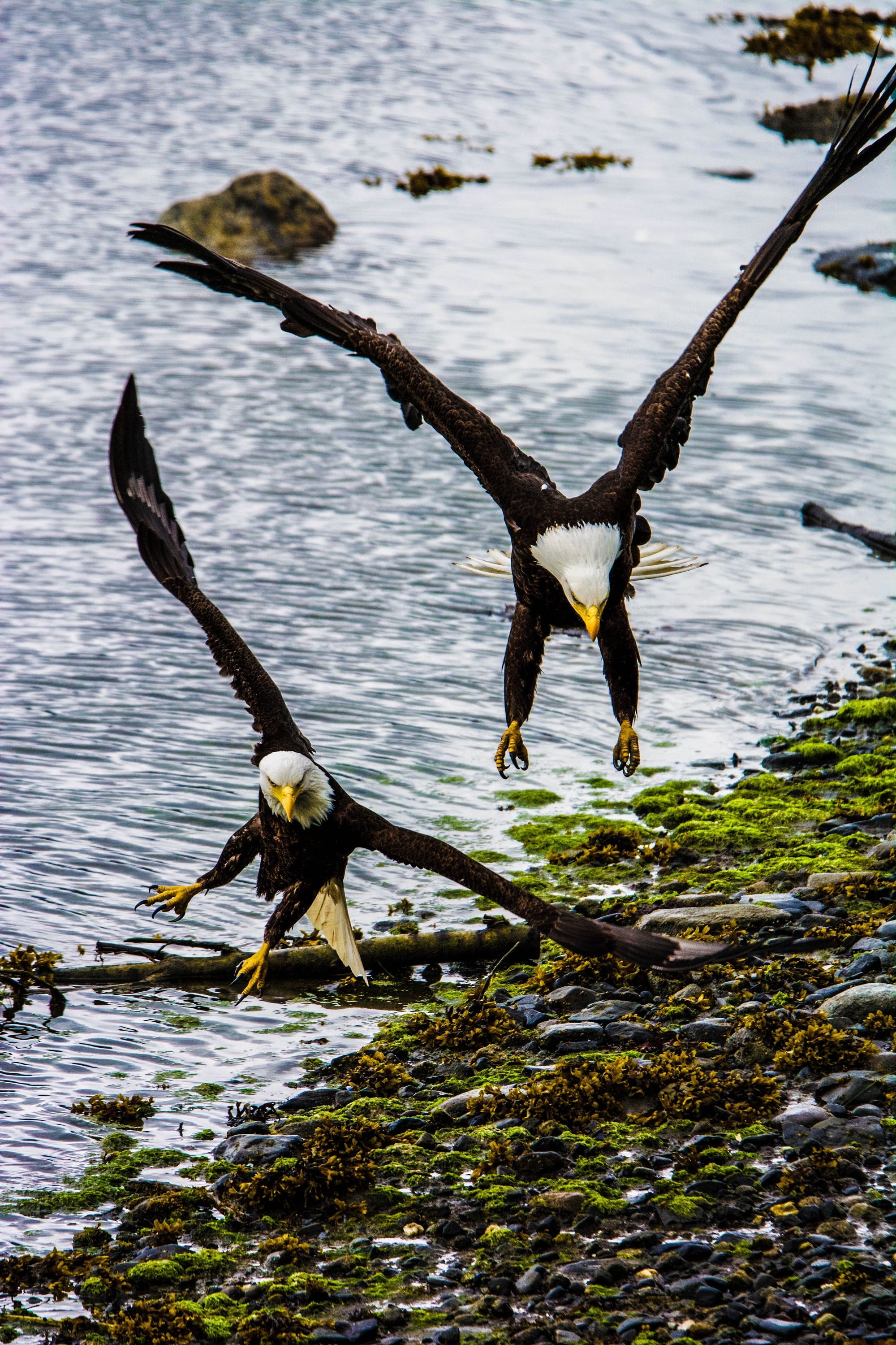 spread wings, day, flying, alaska, predator, flapping, animals in the wild, water, bald eagles, soaring, usda, lake, wings, vertebrate, nature, outdoors, Phone HD Wallpaper