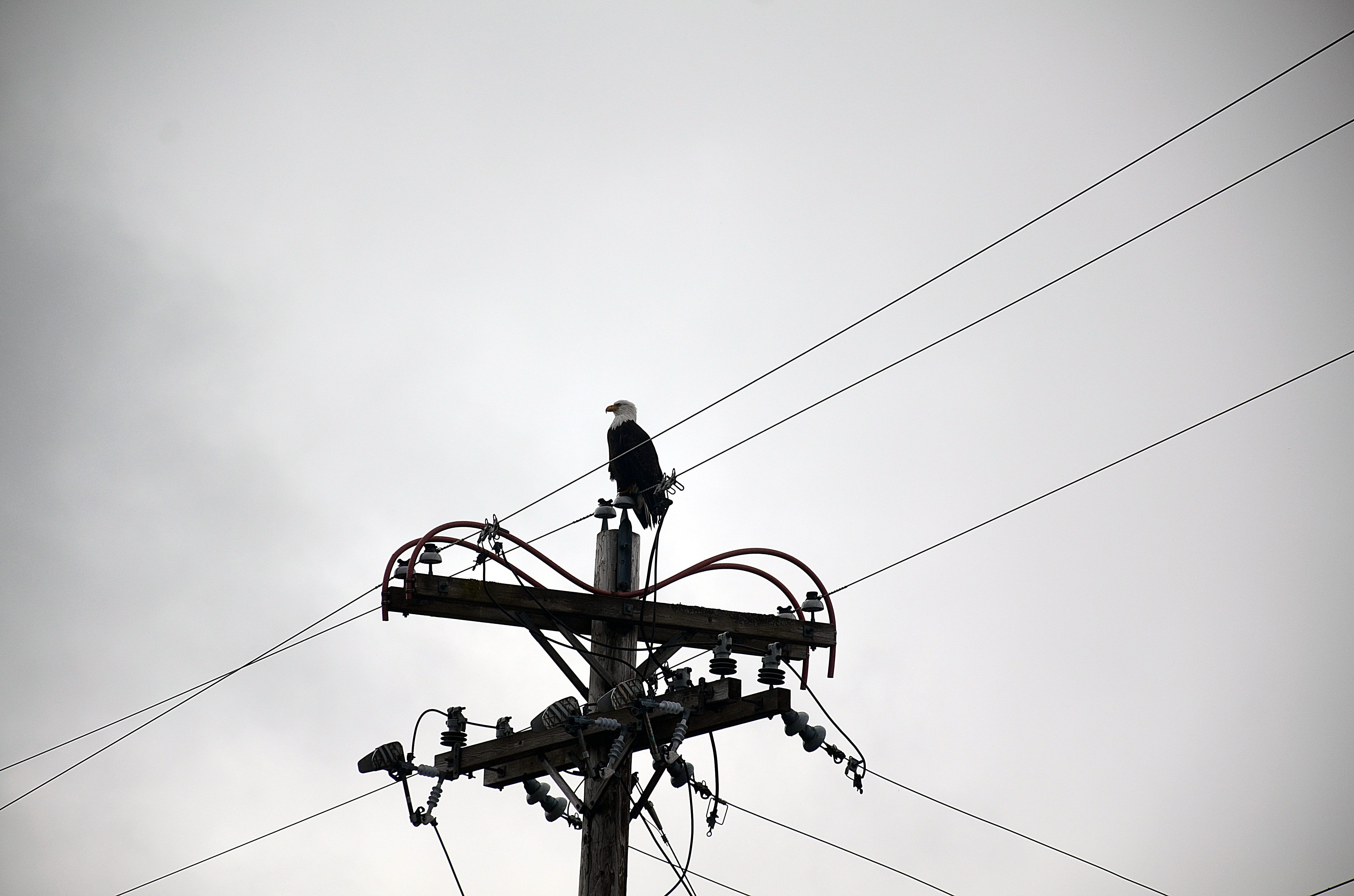 sky, electricity pylon, no people, seward, electricity, valdez, cruise, animal themes, landscape, eagle, cable, wildlife, animals in the wild, flying, low angle view, HD Wallpaper