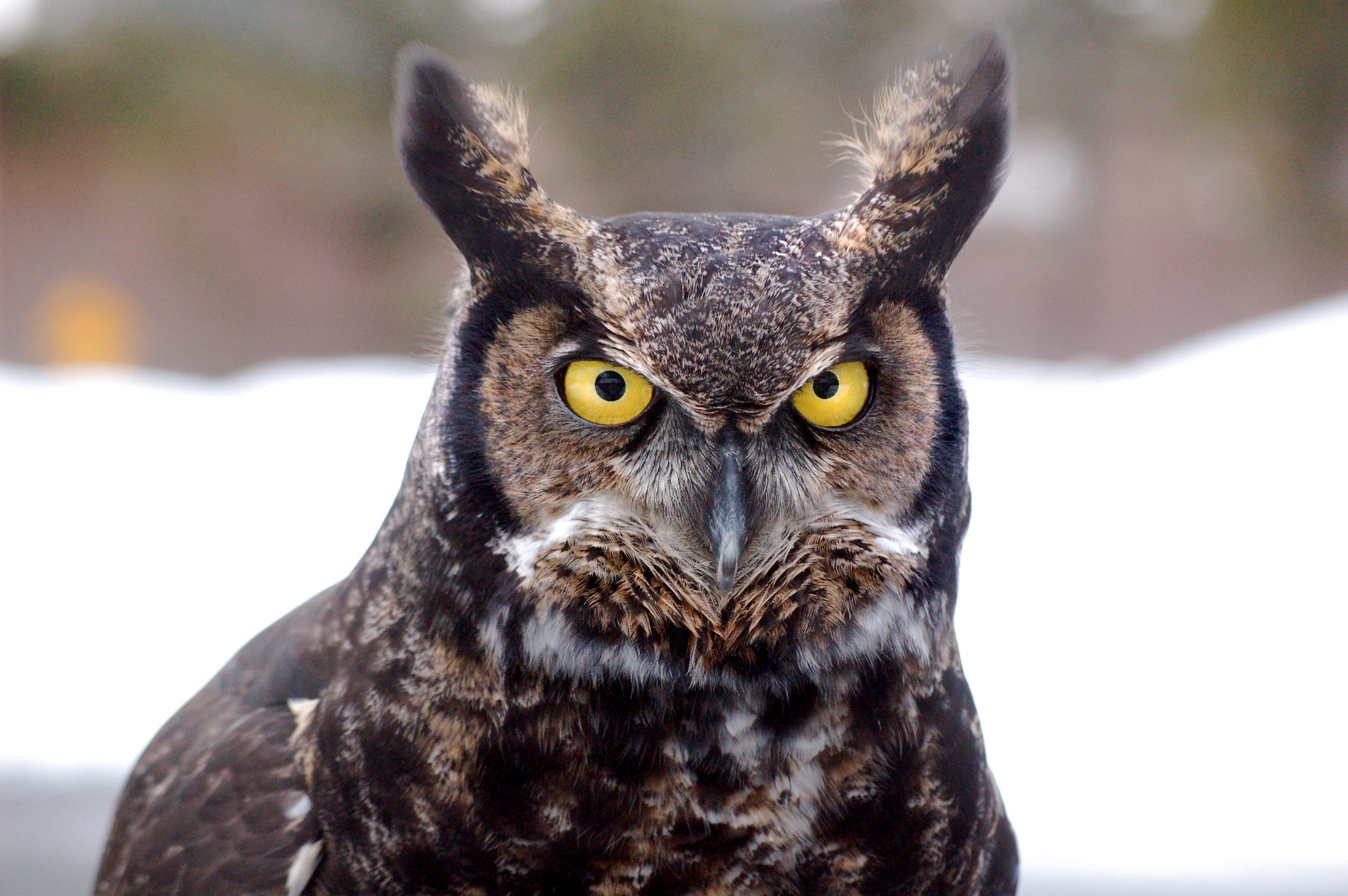 emotional, yellow eyes, alaska, colour, brown, horned, one animal, bird, emotion, black, animal eye, day, portrait, animal body part, animals in the wild, HD Wallpaper