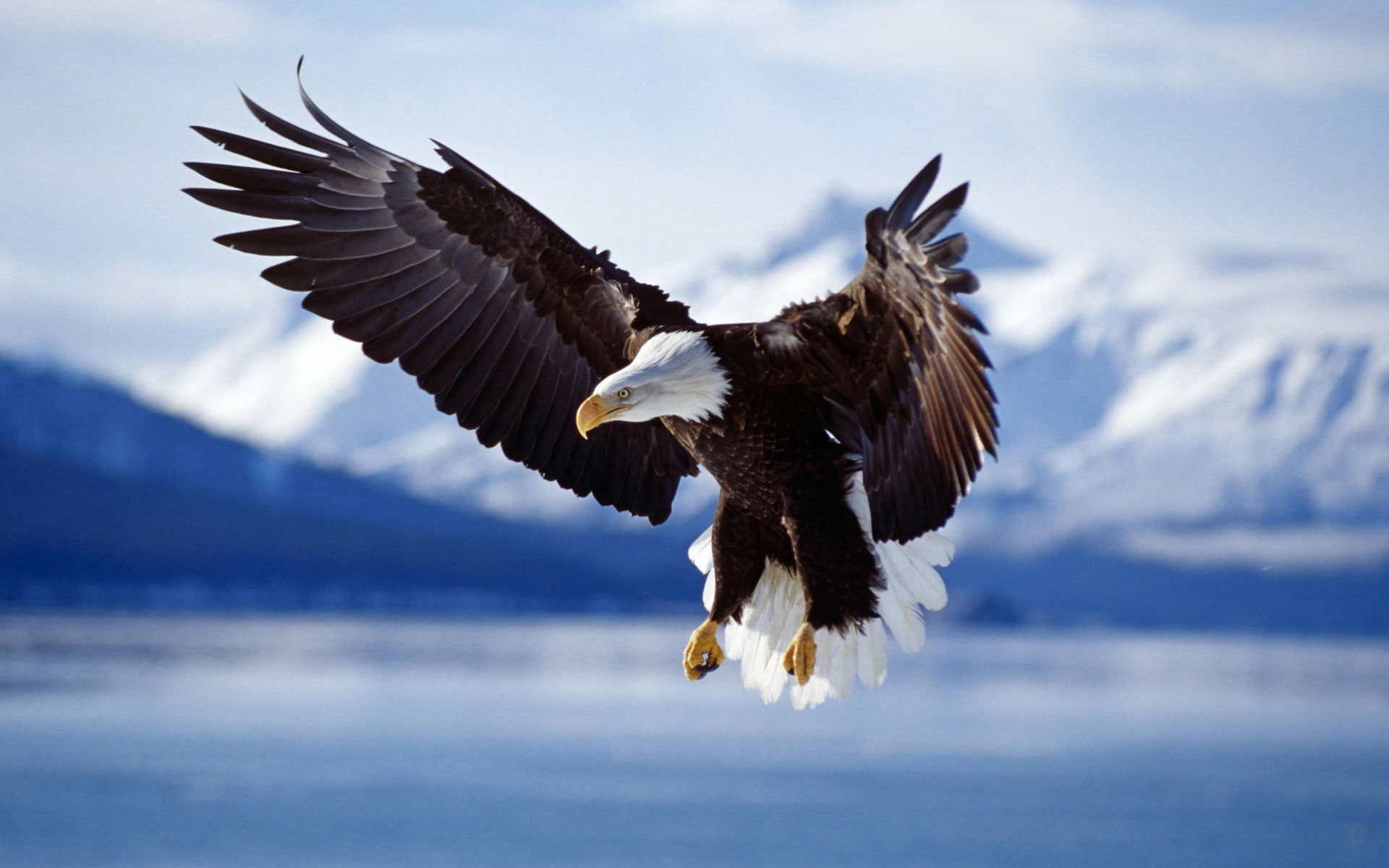 1080P, bald, alaska, flight, eagle, HD Wallpaper