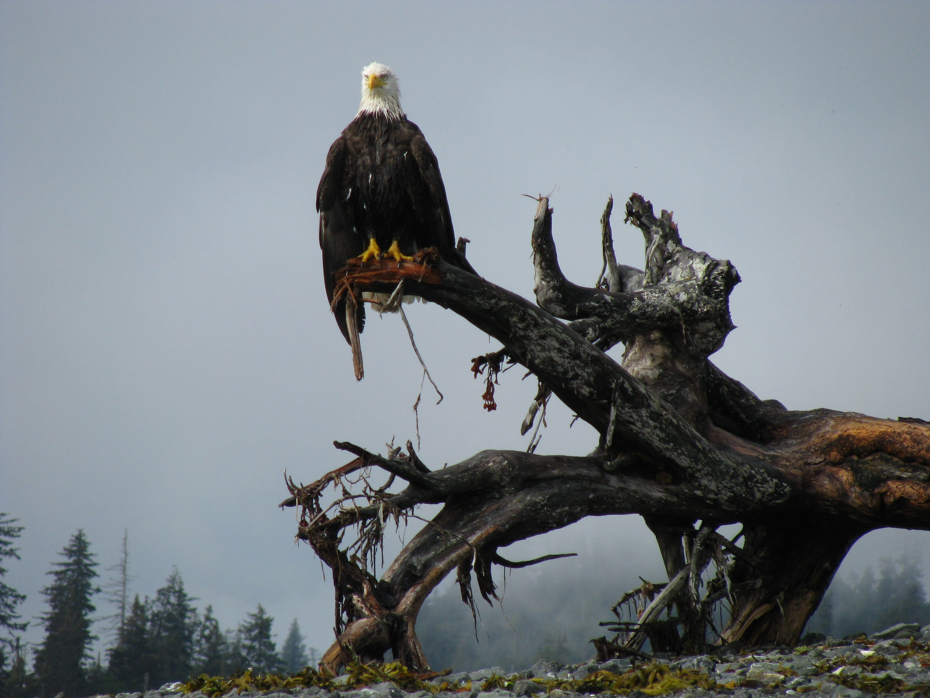 plant, animals in the wild, Nature, no people, 2K, perching, animal, animal wildlife, Bird, Bald Eagle, bird of prey, Alaska, Eagle, vertebrate, low angle view, HD Wallpaper