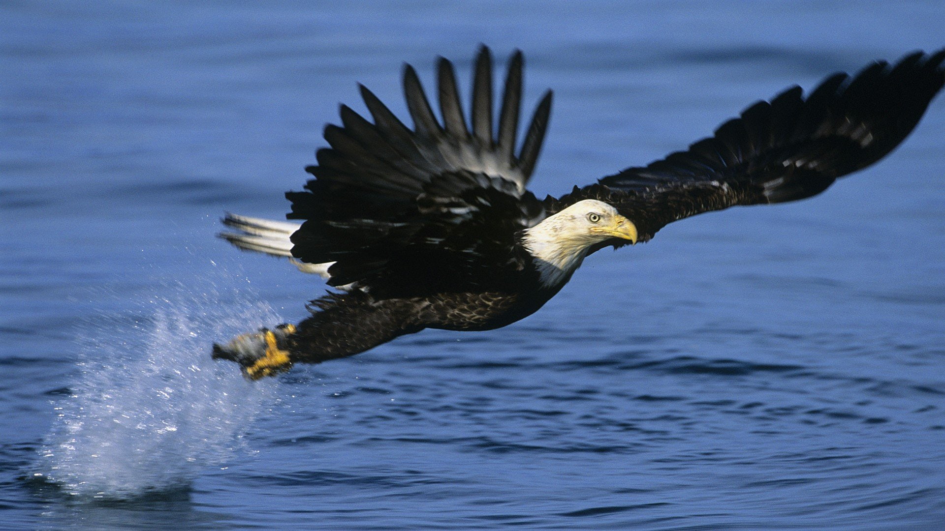 1080P, fishing, bald, alaska, eagles, HD Wallpaper