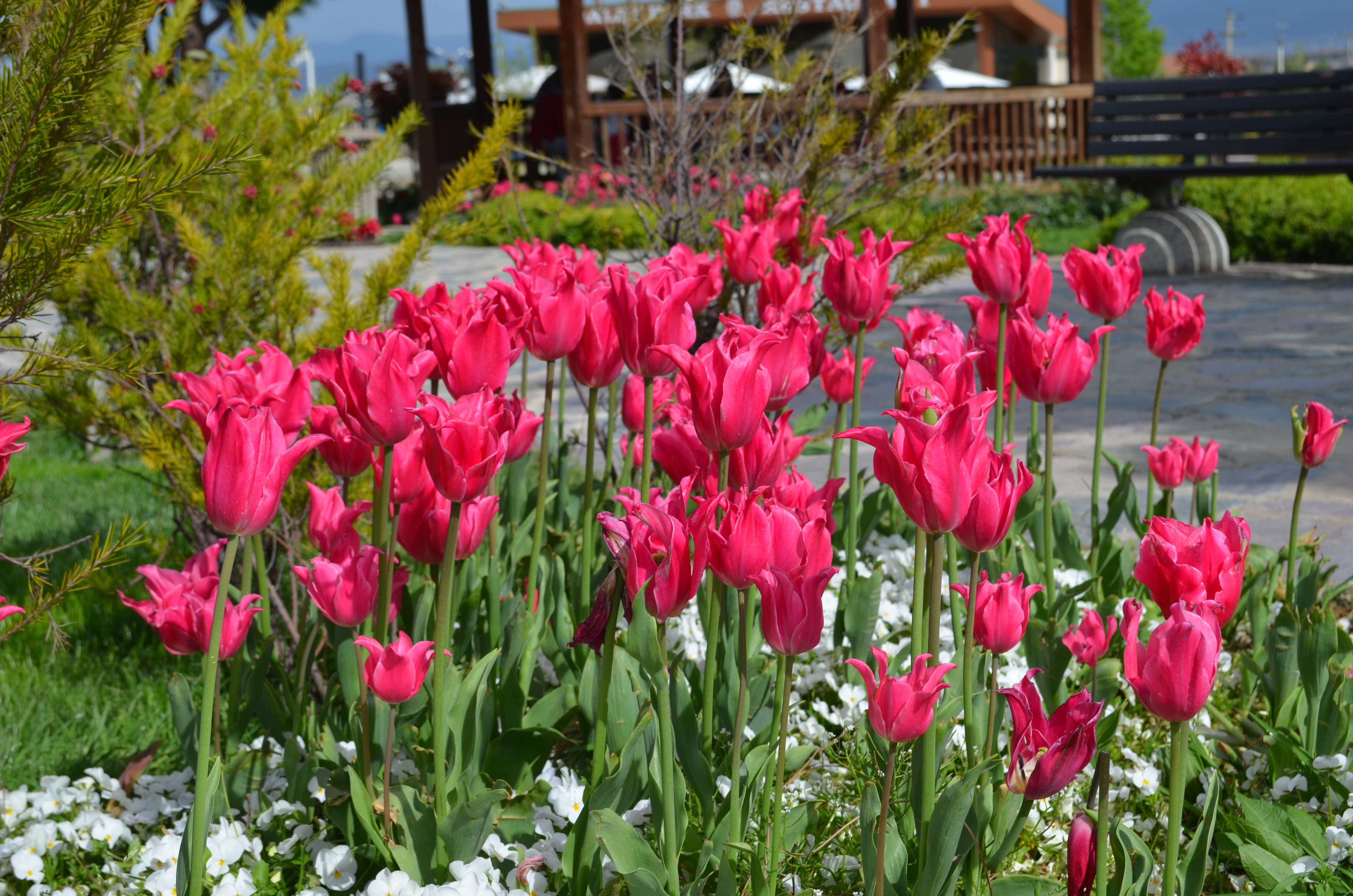 pink color, day, plant part, 4K, red, gardening, no people, plant, springtime, nature, vulnerability, beauty in nature, flower, fragility, flowers, freshness, HD Wallpaper