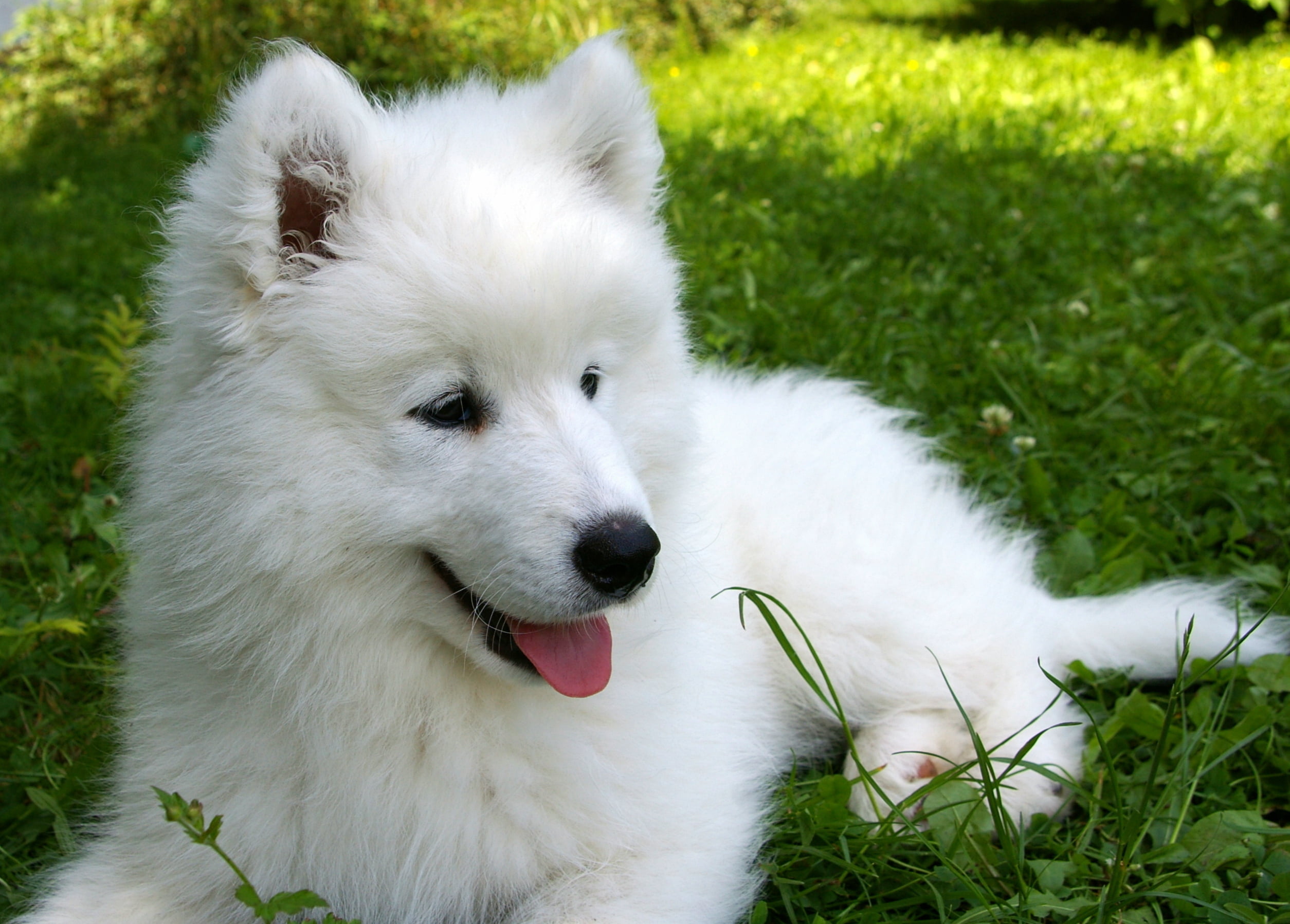 domestic Animals, lying Down, park - Man Made Space, domestic, animal body part, friendship, nature, animal, puppy, front or Back Yard, animal hair, spitz-Type Dog, HD Wallpaper