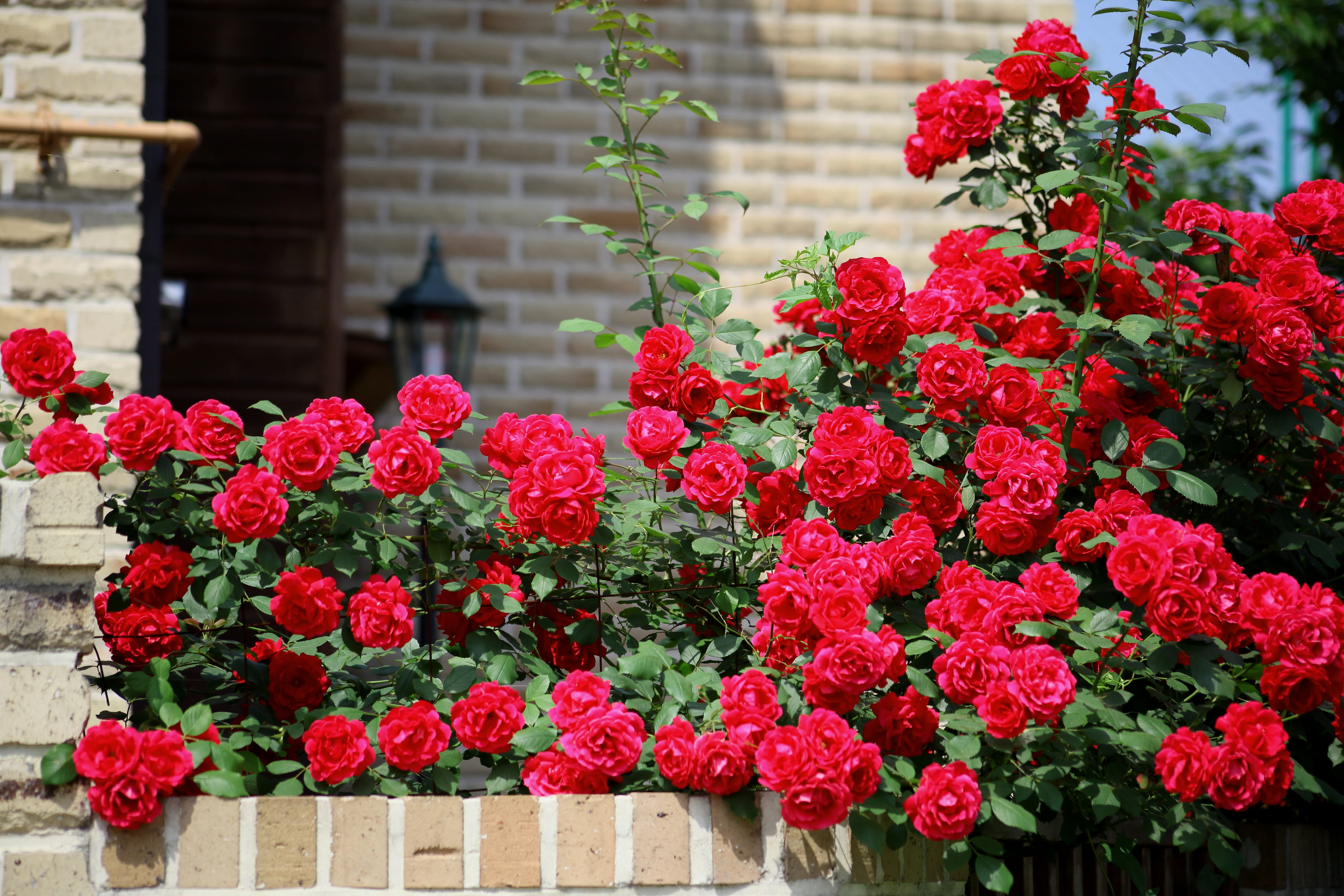 outdoors, architecture, flower, freshness, flower head, nature, vulnerability, close-up, plant, building exterior, front or back yard, day, fragility, flowering plant, HD Wallpaper