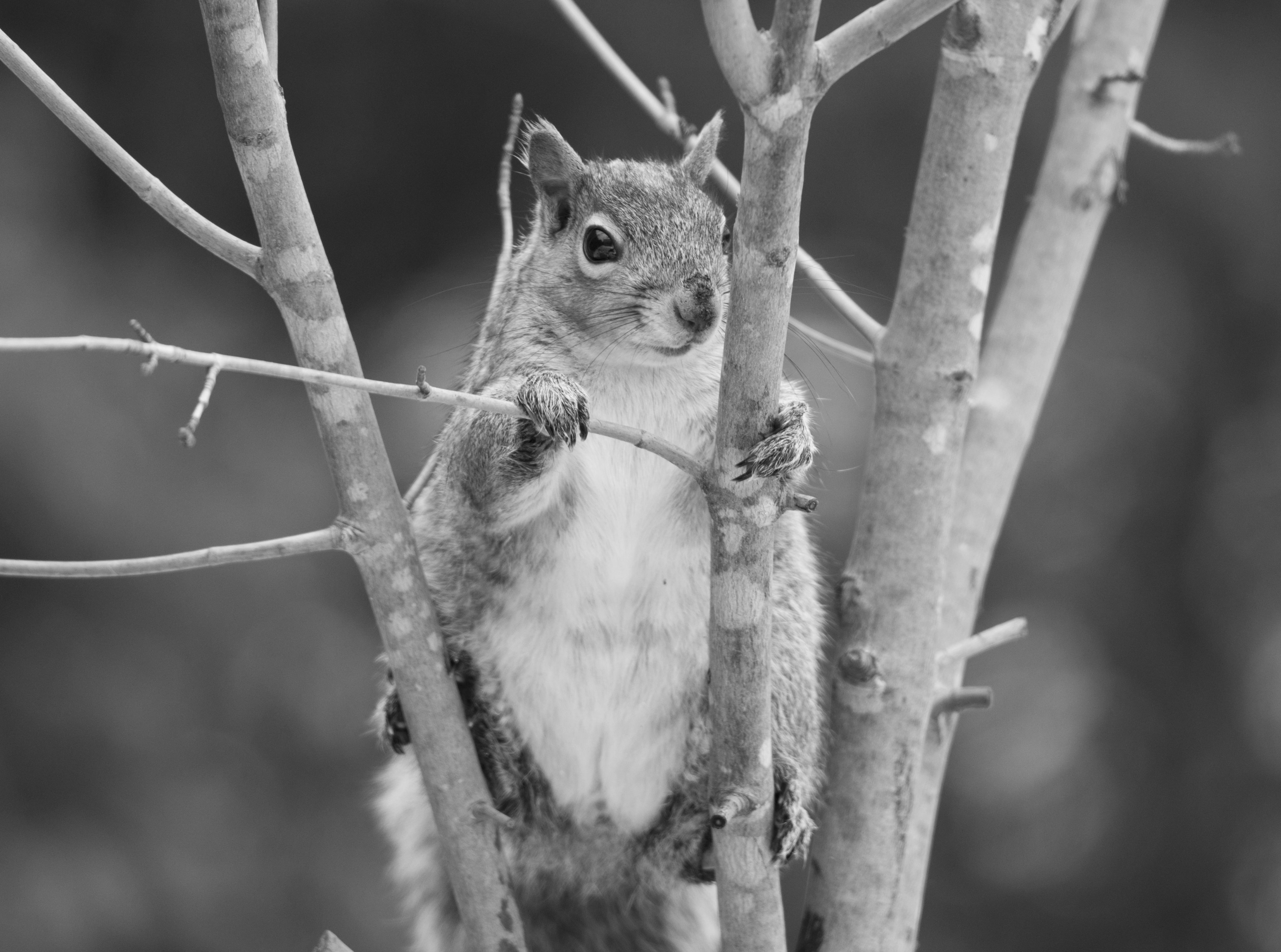 4K, one animal, animal wildlife, grayscale, animals in the wild, Funny, Black, day, vertebrate, outdoors, guard, Black and White, Cute, focus on foreground, HD Wallpaper