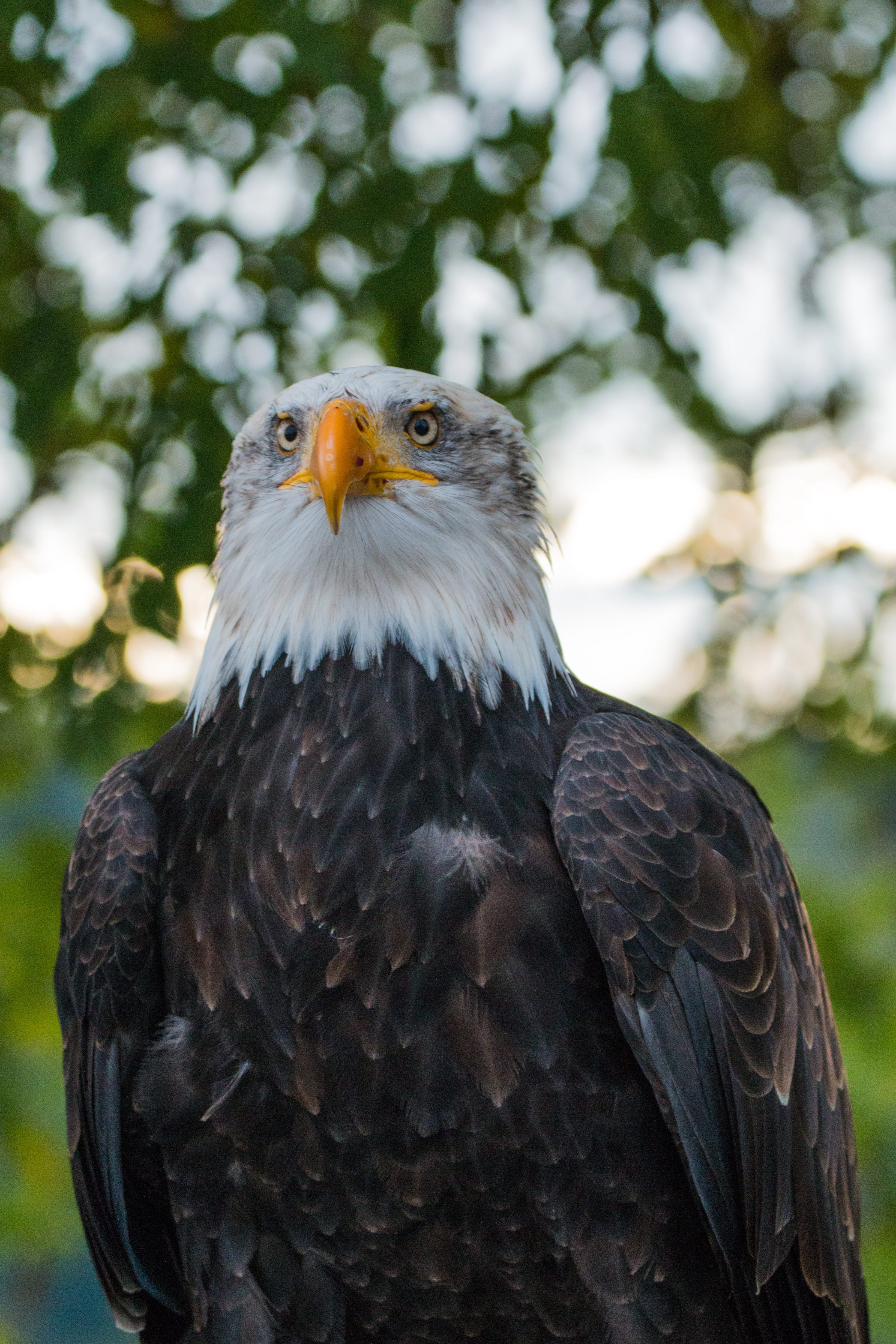 feather, coat of arms of bird, animal themes, bill, animal head, bird of prey, adler, white tailed eagle, nature, sadek, animals in the wild, 4K, focus on foreground, Phone HD Wallpaper