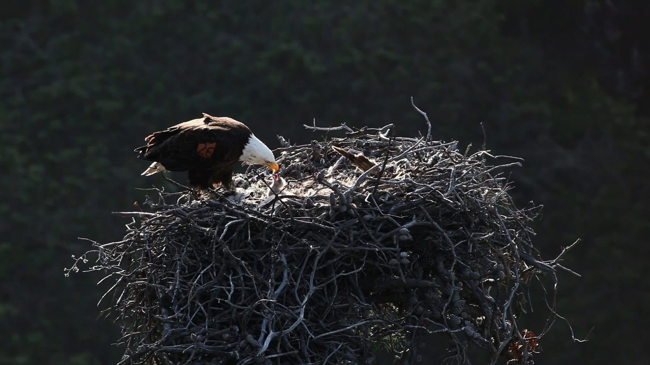 hunter, vertebrate, 1080P, talons, tree, animal, plant, dead plant, one animal, baby, day, beak, adult, national, dry, focus on foreground, animal themes, HD Wallpaper