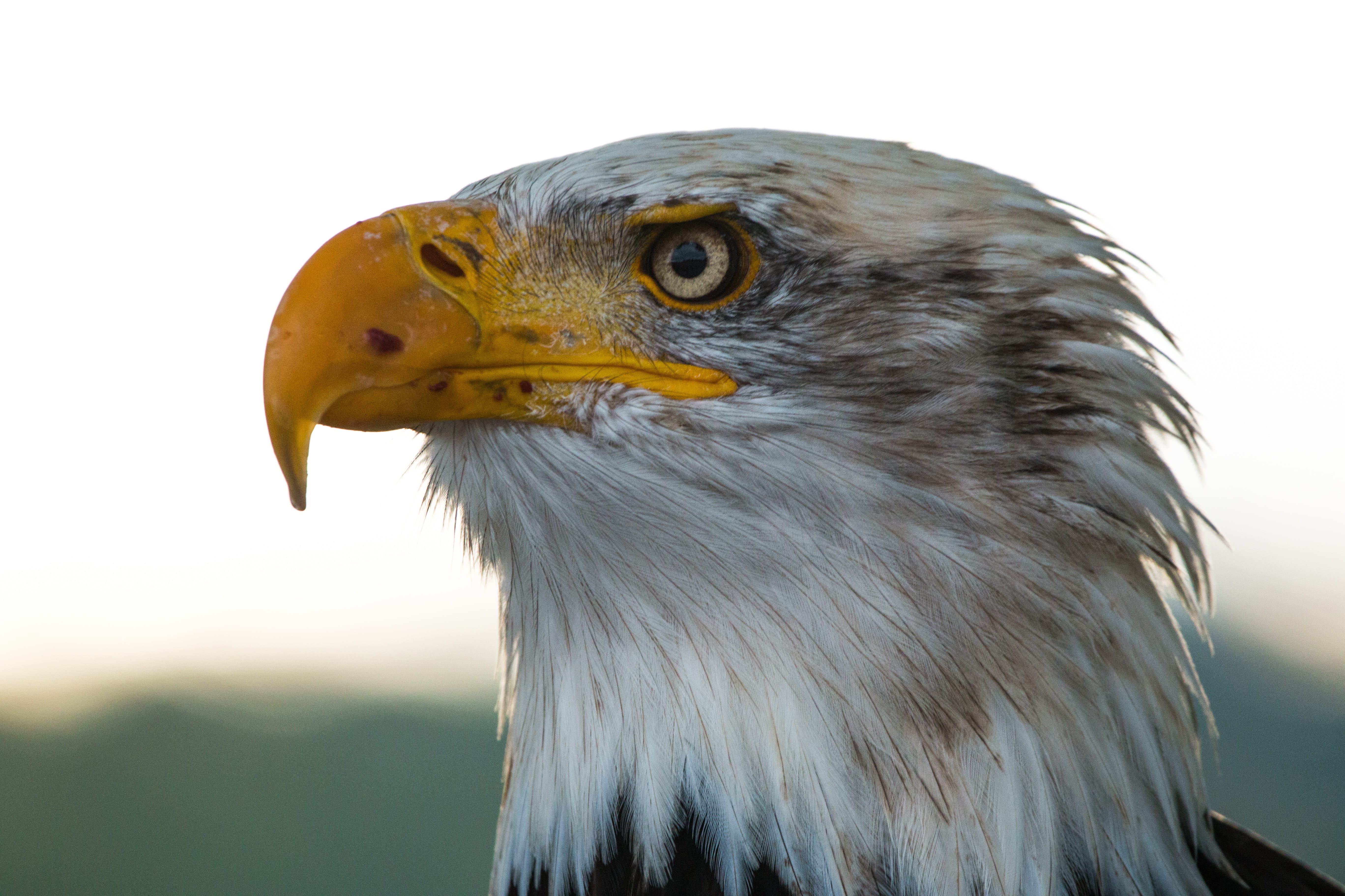 feather, animal head, looking away, beak, leucocephalus, no people, close-up, haliaeetus, day, 5K, nature, animal, one animal, close, bill, sadek, raptor, HD Wallpaper