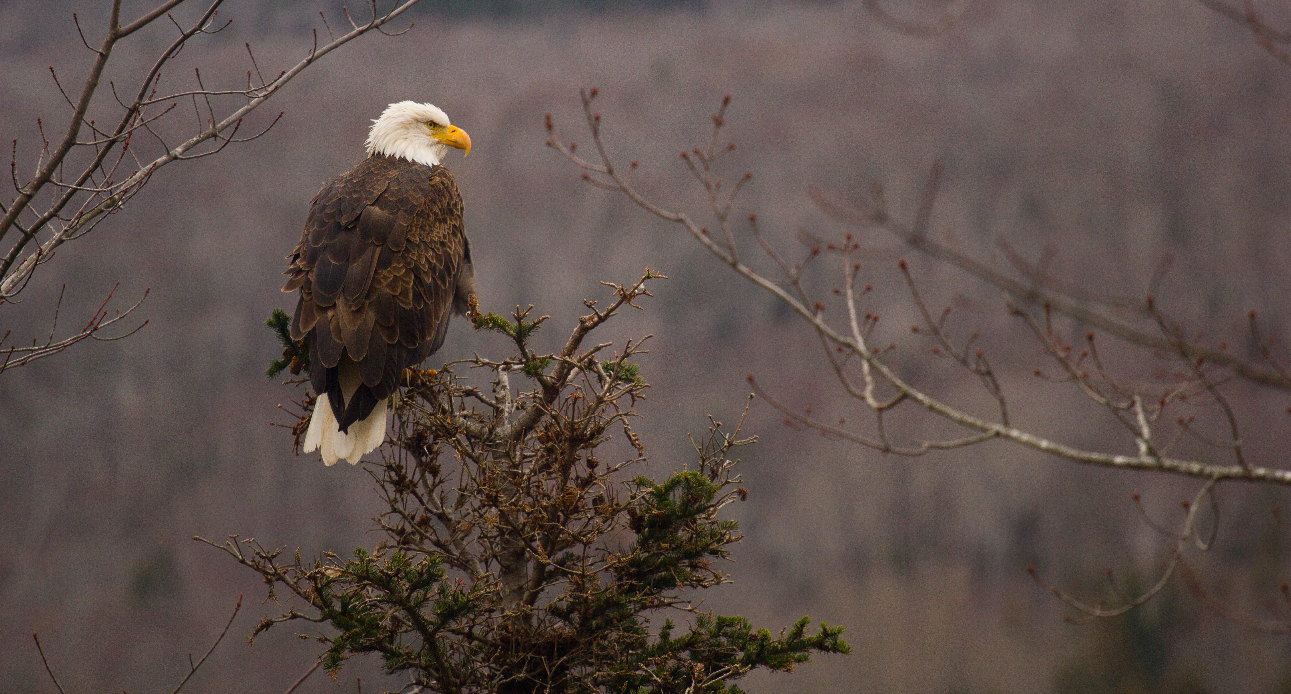 bill, white head, animal body part, bird, haliaeetus leucocephalus, eagle, eagle - bird, plant, white tailed eagle, vertebrate, tree, animal themes, twig, HD Wallpaper