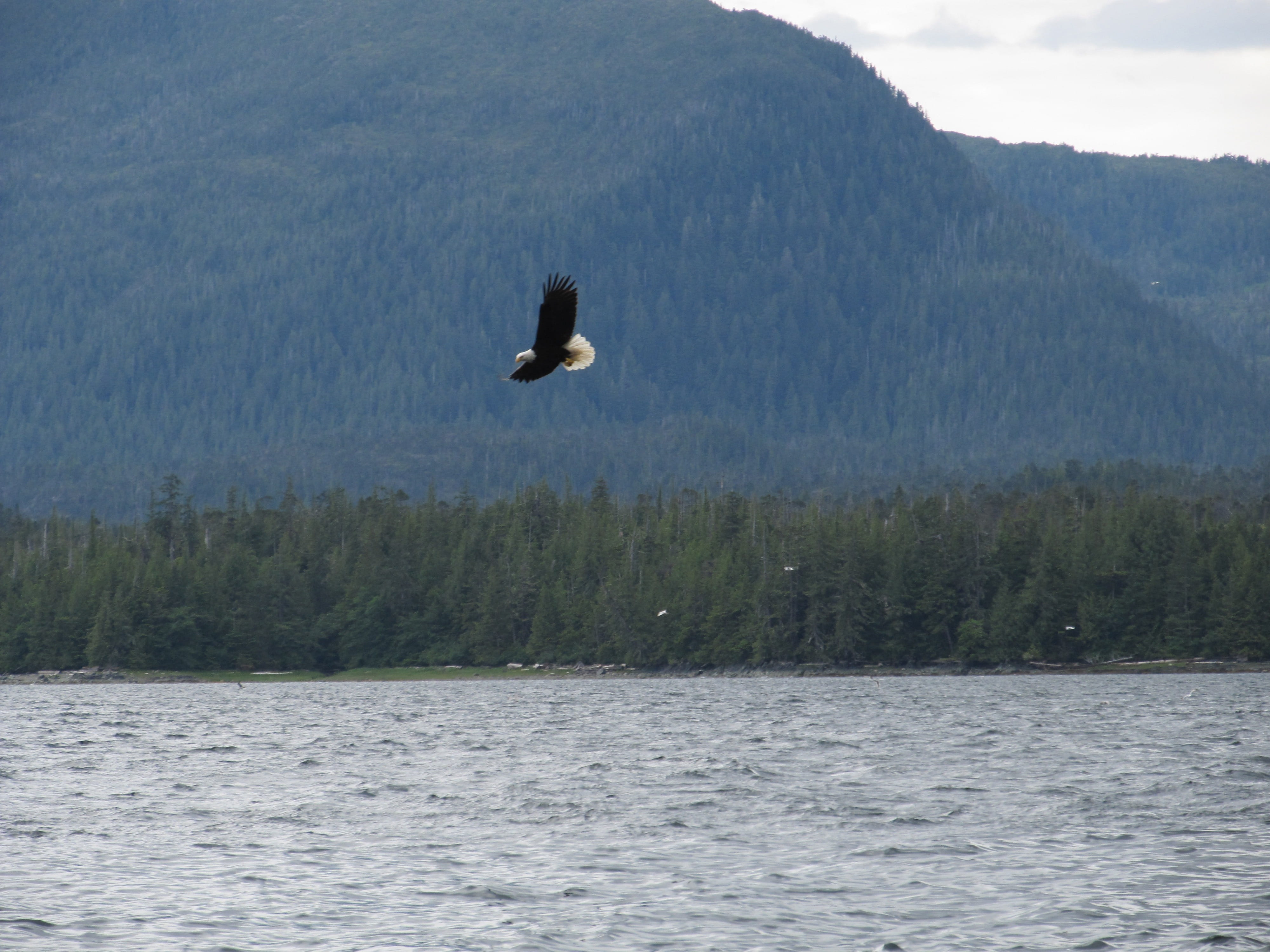 soaring, scenics - nature, flight, blue, water, mountain, beauty in nature, haliaeetus leucocephalus, lake, animals in the wild, vertebrate, black, no people, HD Wallpaper