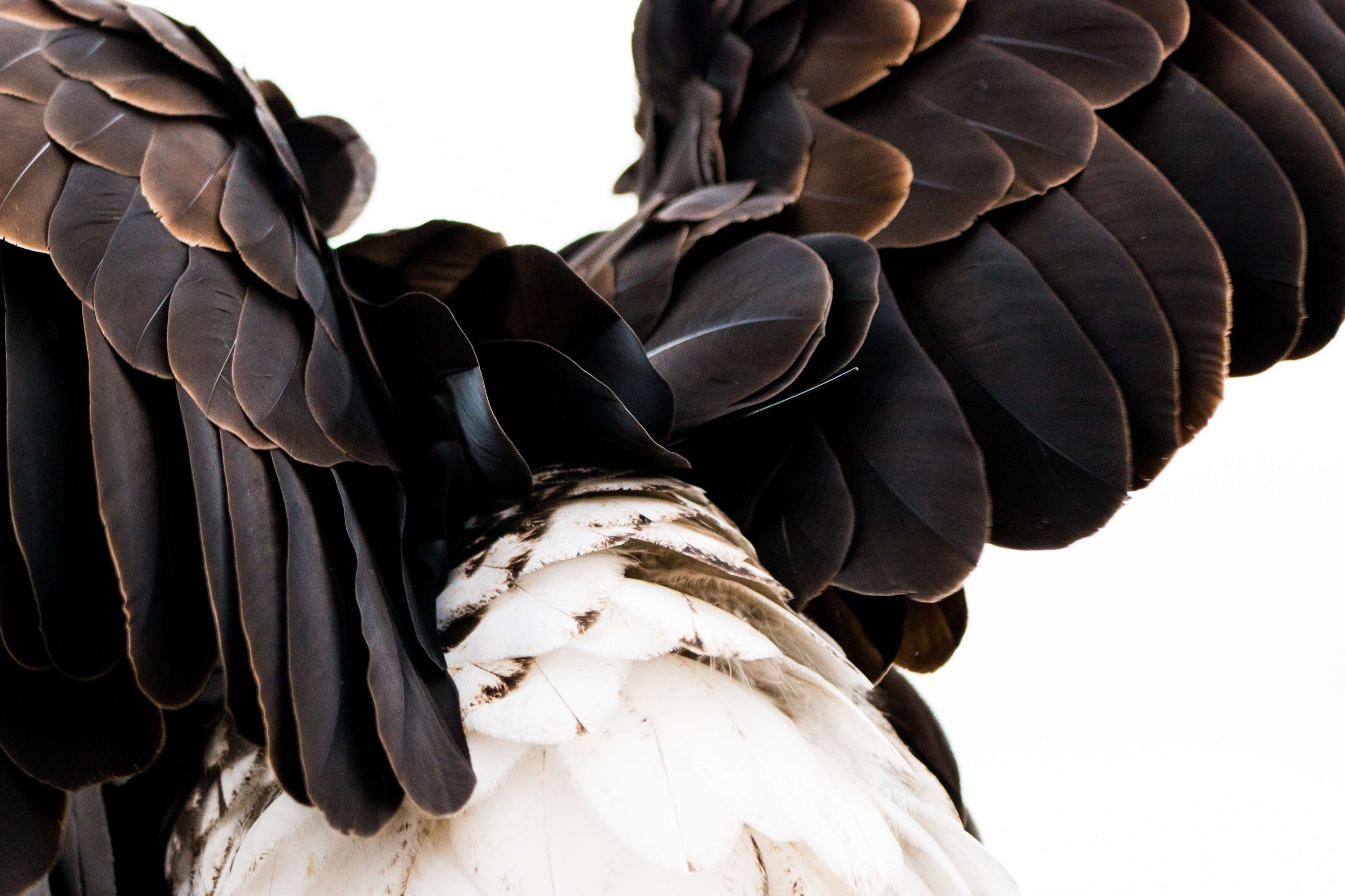 nature, creativity, feather, no people, white, adler, bill, sculpture, outdoors, bird, bird of prey, majestic, low angle view, 4K, black color, sky, bald eagles, HD Wallpaper