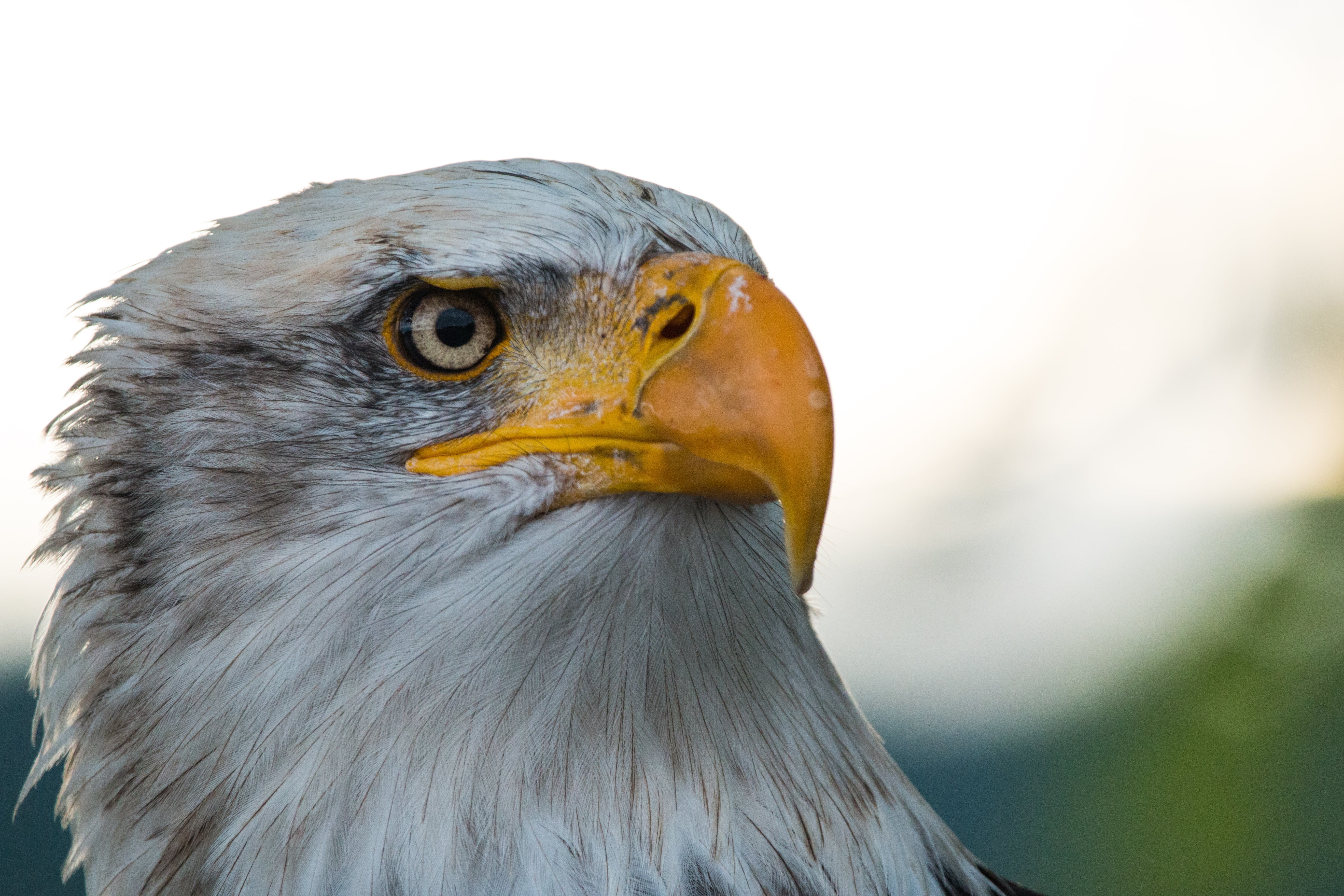 beak, eagle - bird, sadek, nature, profile view, bald-eagle, falconry, white tailed eagle, animal, 5K, majestic, animal eye, animals in the wild, adler, HD Wallpaper