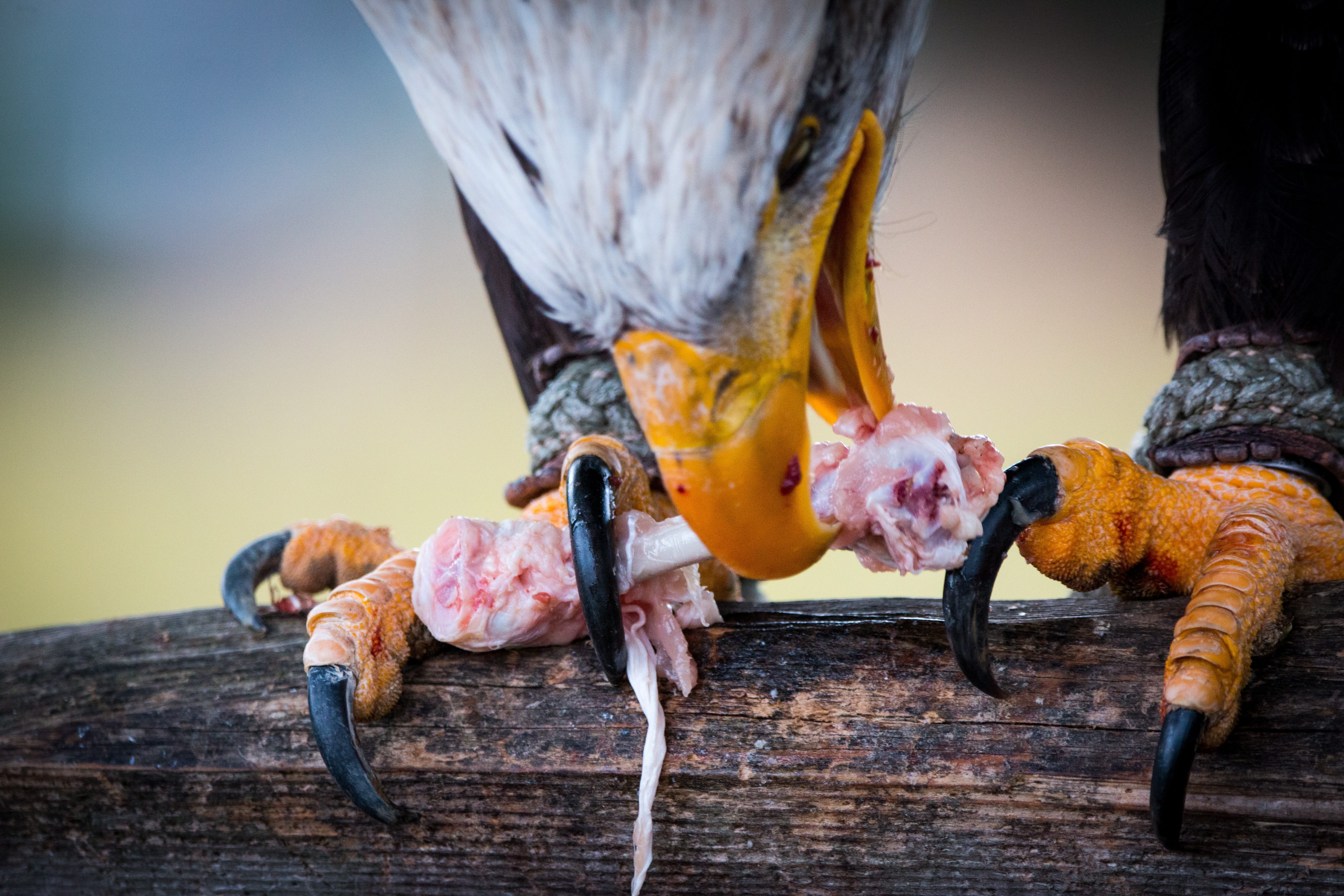 claw, heraldic animal, eating, feather, food, bald-eagle, meat, animals in the wild, animal themes, raptor, wood - material, sadek, haliaeetus leucocephalus, HD Wallpaper