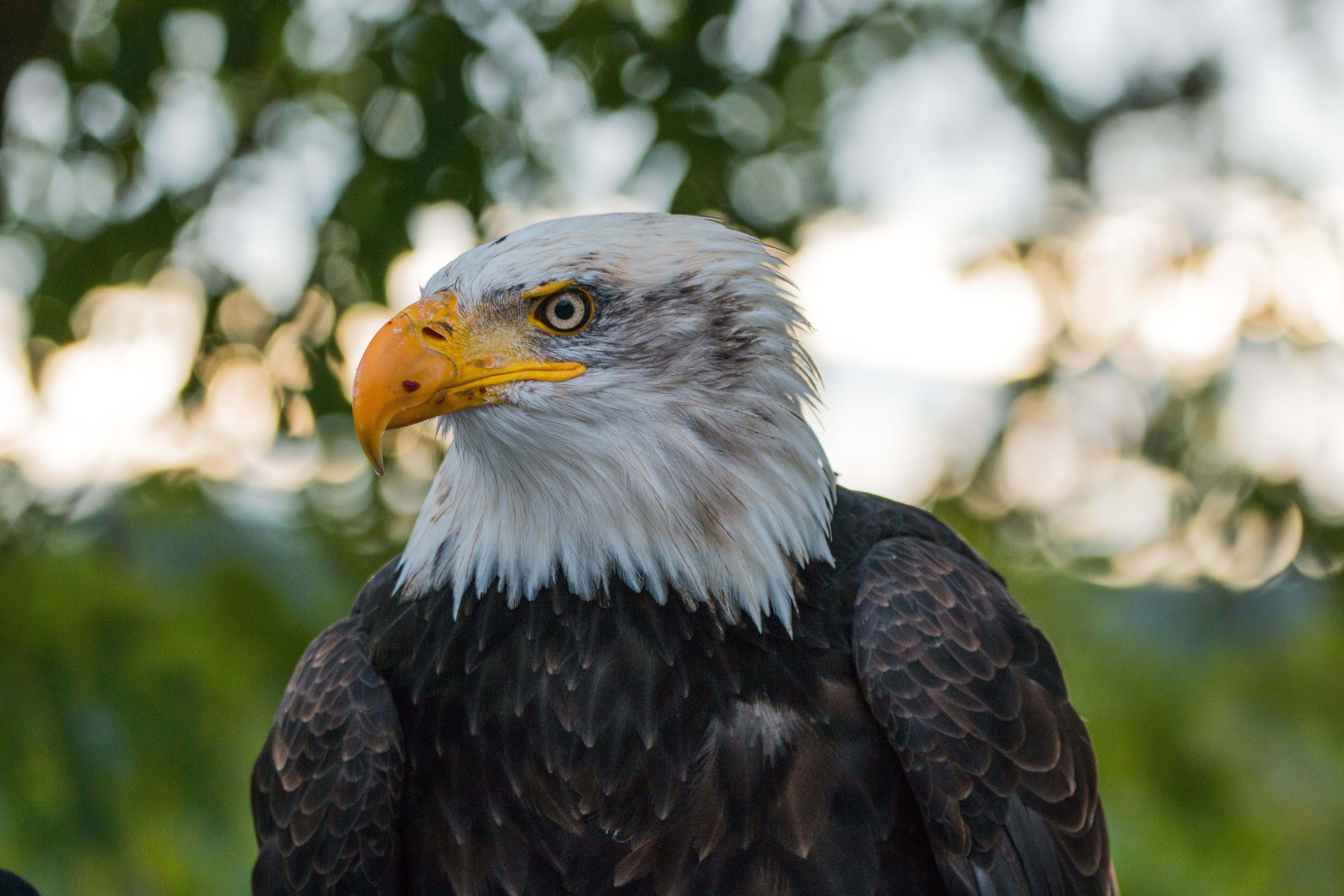 heraldic animal, uSA, one animal, bald eagles, looking away, bird of Prey, haliaeetus leucocephalus, close, falcon - bird, bald Eagle, no people, focus on foreground, HD Wallpaper