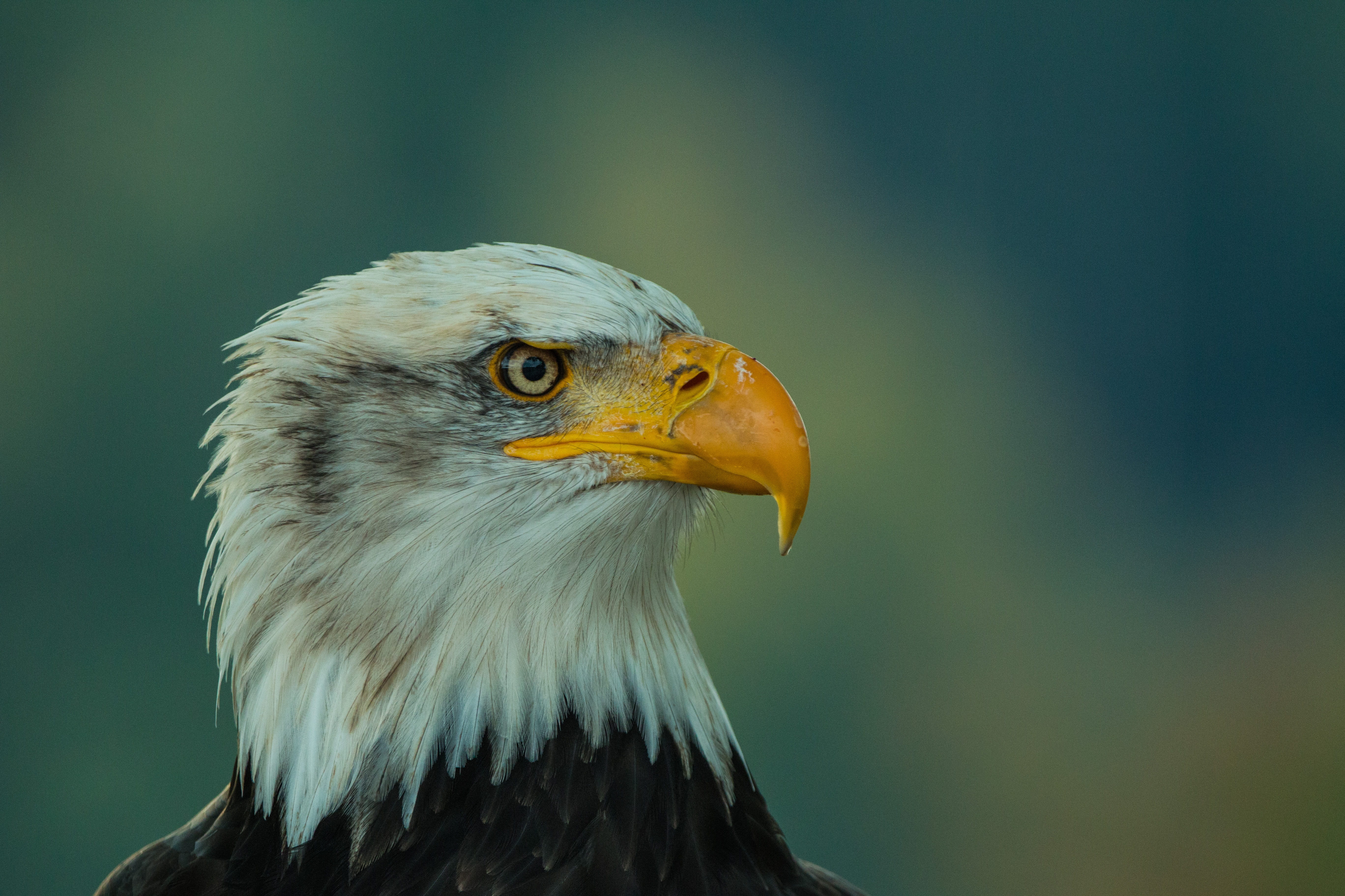 eagle - bird, adler, bird of prey, animal themes, eagle, looking, close, no people, close-up, animal wildlife, animal body part, animals in the wild, bill, HD Wallpaper