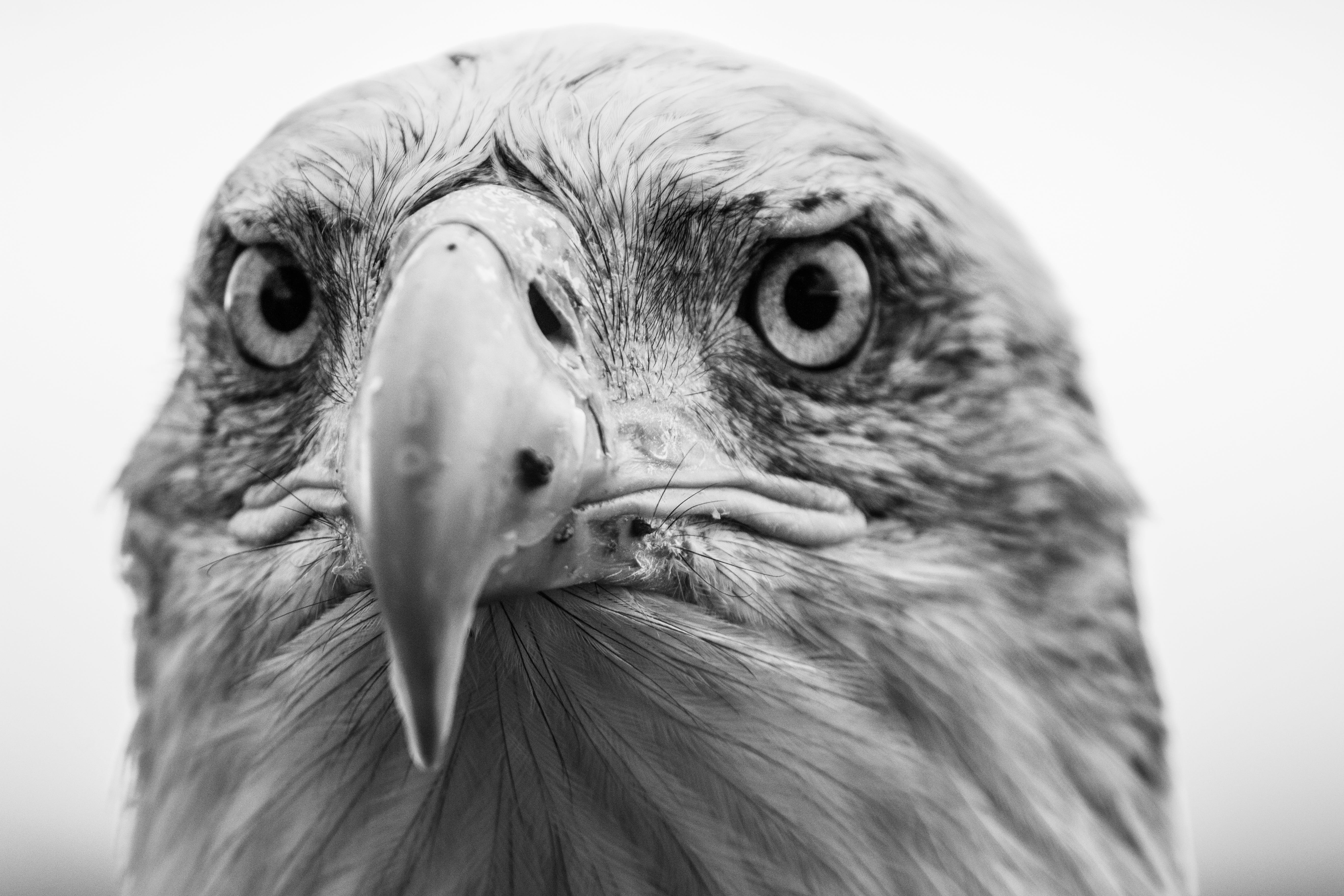 bird, sadek, focus, close-up, adler, photography, animal, eagle, haliaeetus leucocephalus, white tailed eagle, beak, bald-eagle, shallow, day, no people, HD Wallpaper