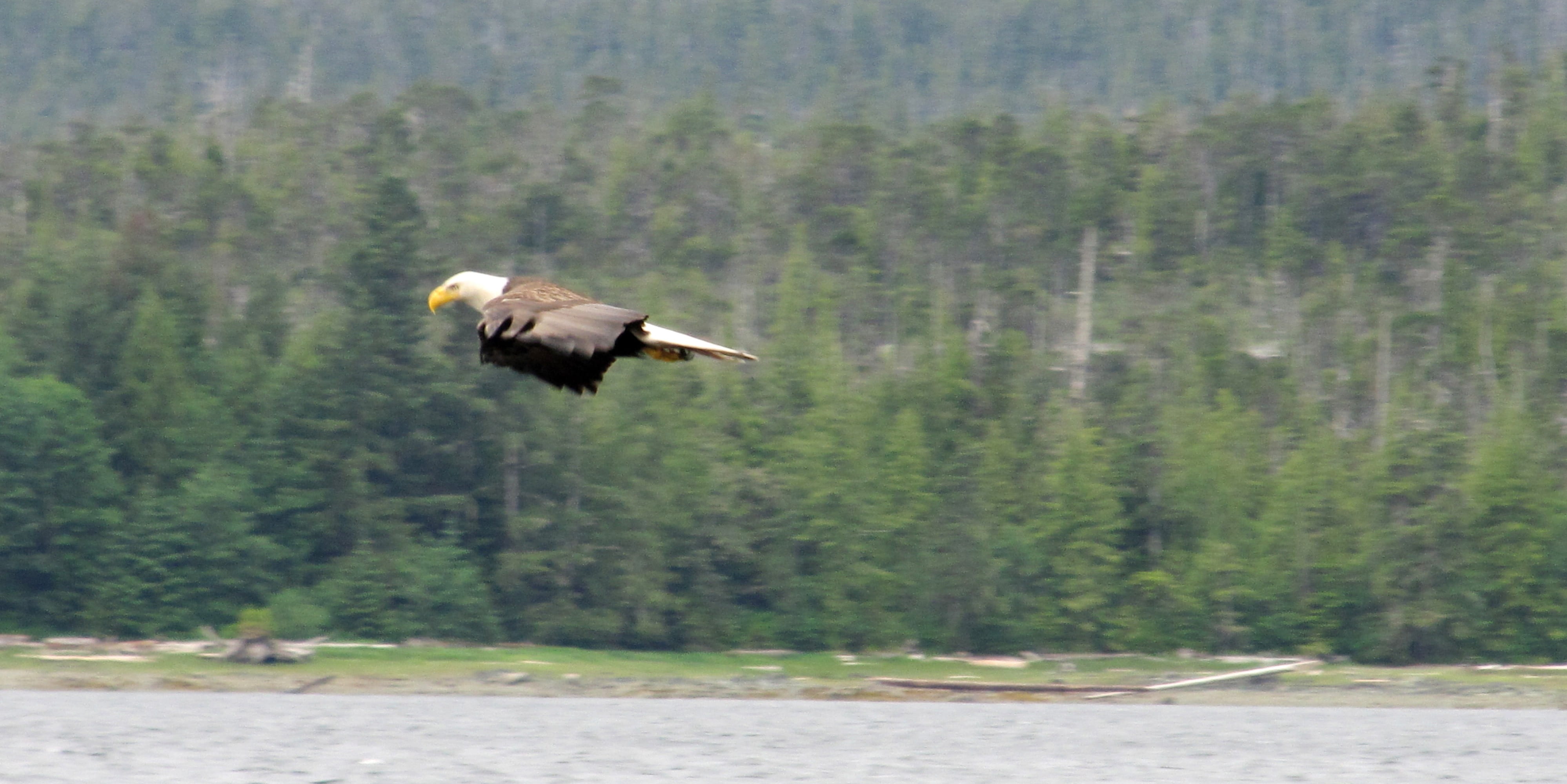 flying, uSA, outdoors, wilderness Area, animal, Wild, leucocephalus, plant, nature, flight, forest, water, eagle - bird, animals And Pets, wildlife, Bald, HD Wallpaper