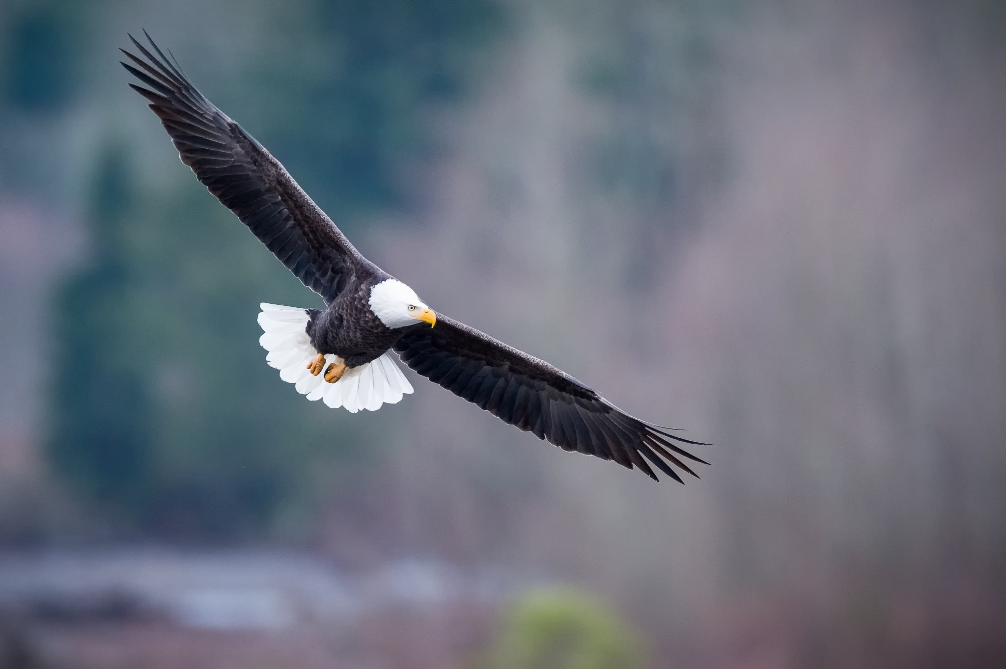 1080P, Bald eagle, Haliaeetus leucocephalus, bird of prey, flight, HD Wallpaper