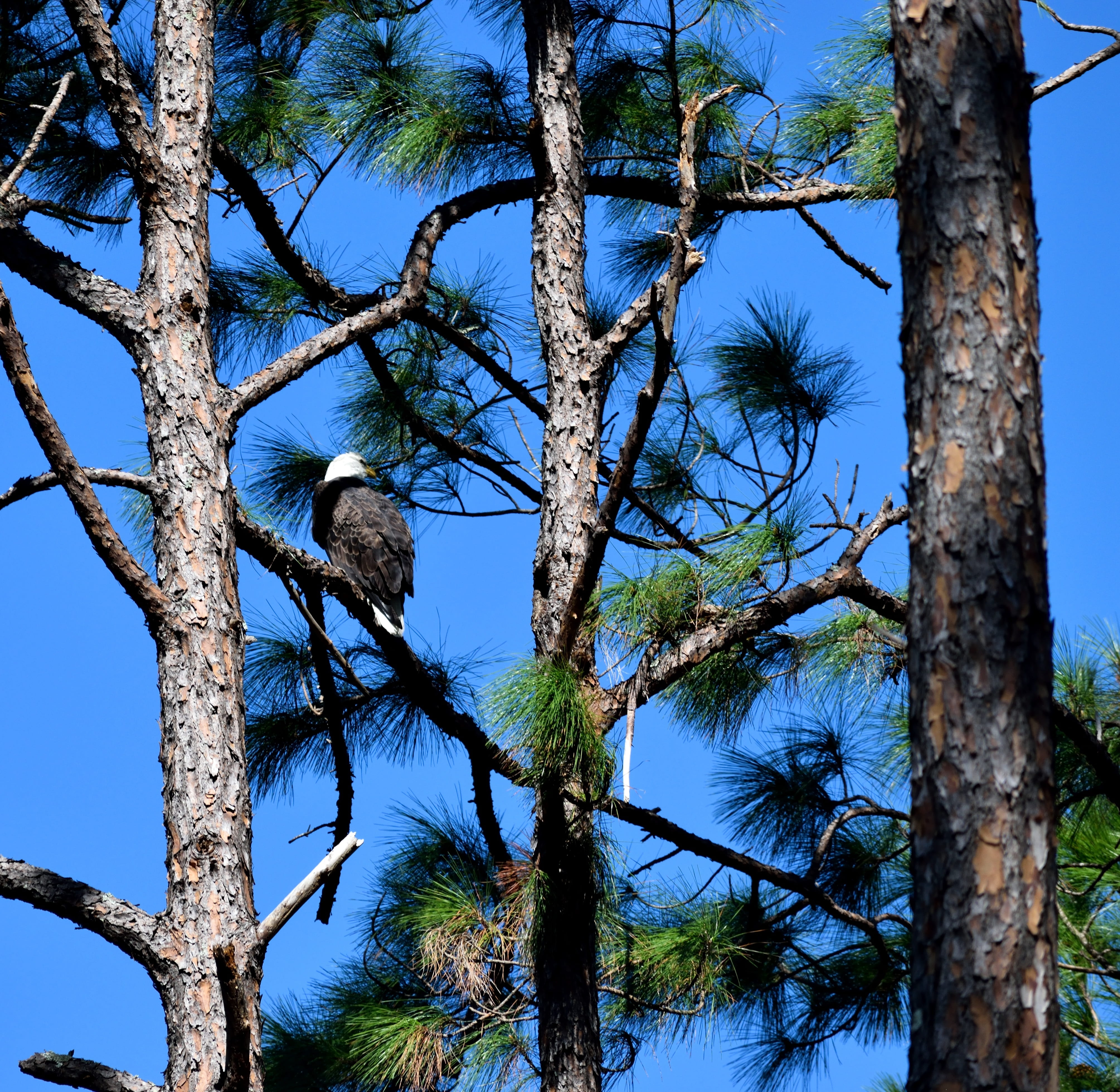 fly, no people, majestic, animal, bald eagle, leucocephalus, vertebrate, branch, animals in the wild, bird, sky, tree trunk, national, hunter, plant, pride, HD Wallpaper