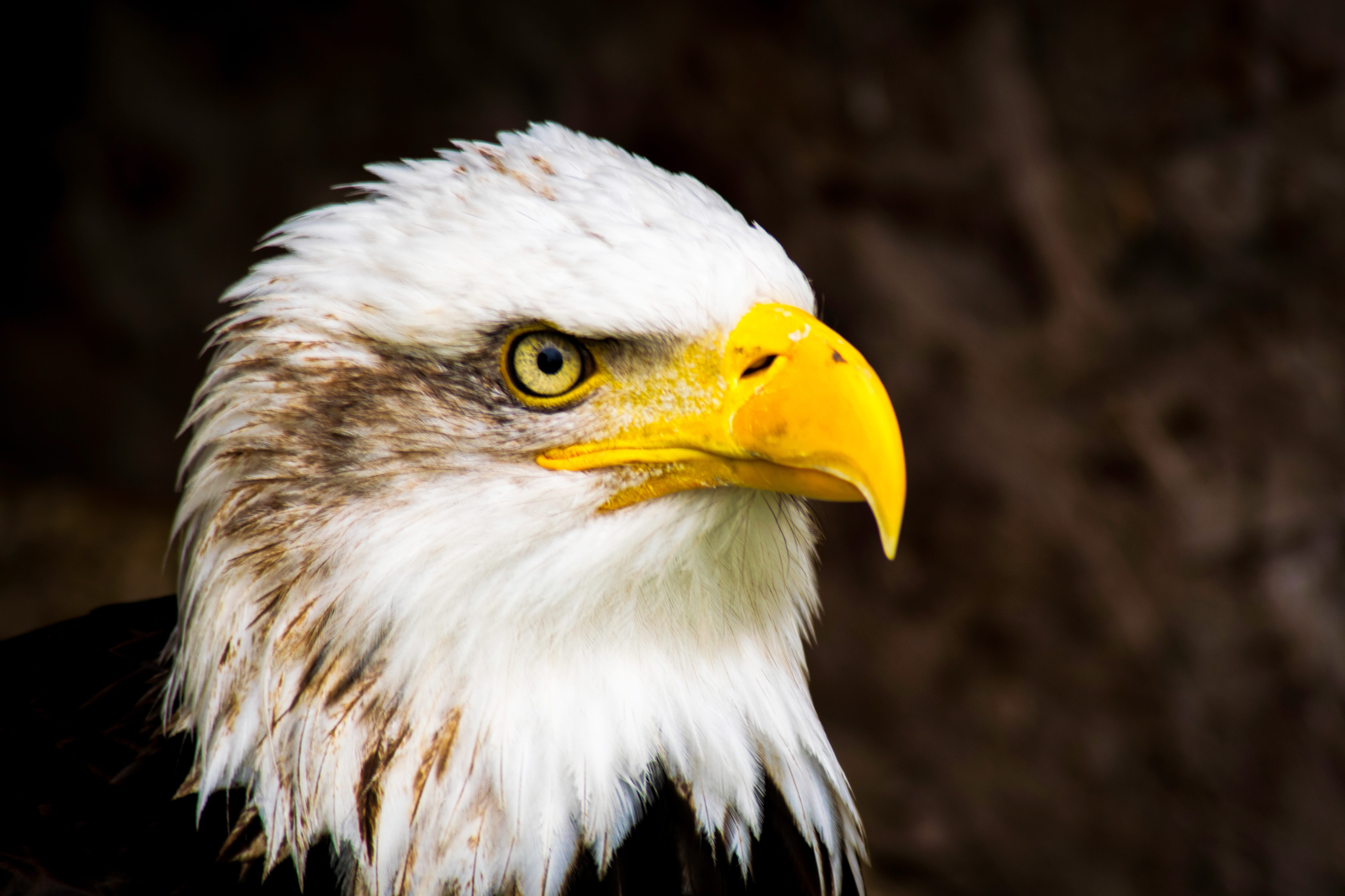 national, animal wildlife, animal head, one animal, vertebrate, looking, haliaeetus leucocephalus, bird, outdoors, eagle, day, animal themes, animal, 5K, HD Wallpaper
