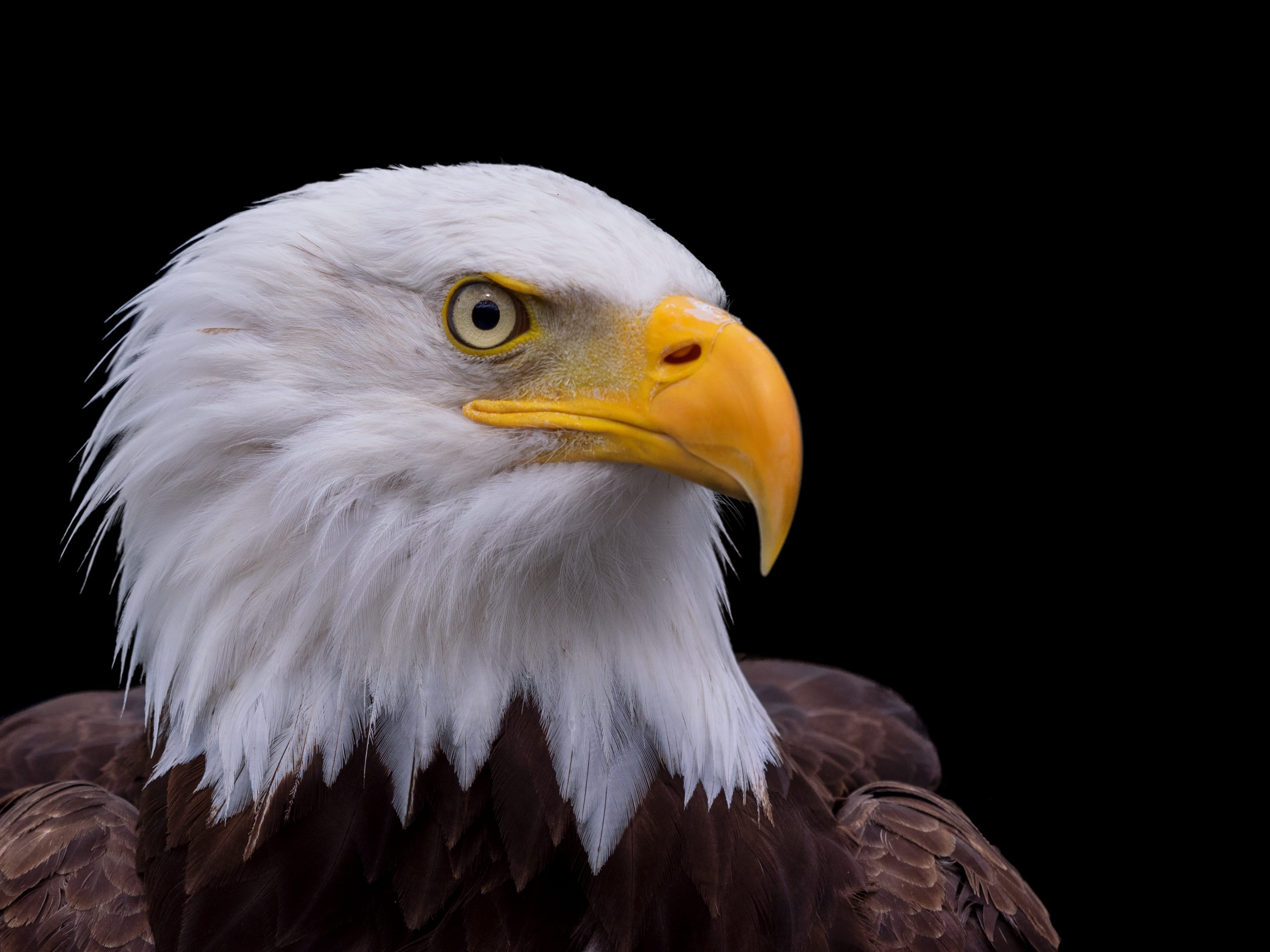 raptor, 2K, animal, animal wildlife, no people, close, plumage, looking, head, bald, portrait, bird of prey, wildlife photography, animal eye, eagle, bird, HD Wallpaper
