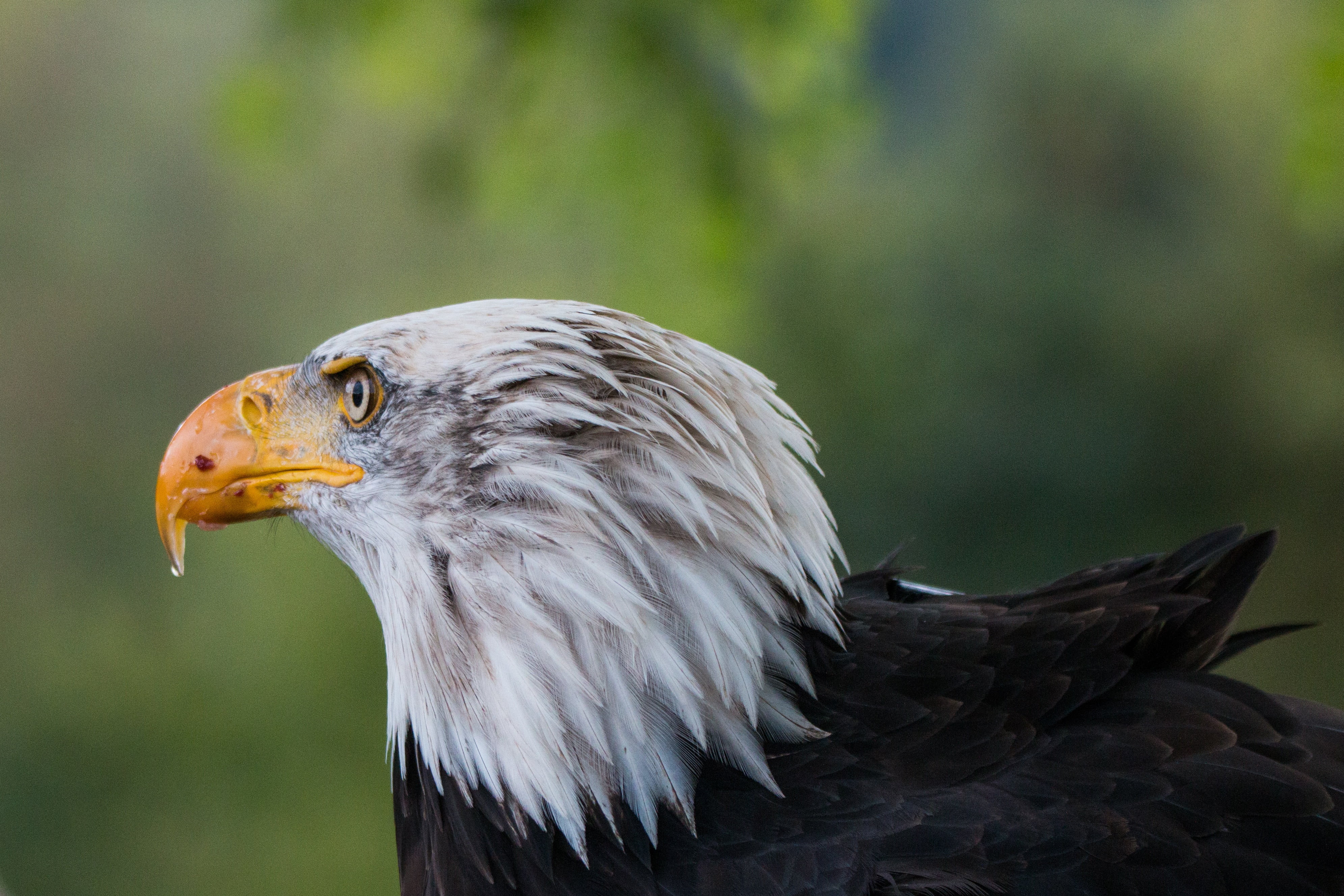 profile view, haliaeetus leucocephalus, no people, feather, animal wildlife, falconry, usa, close-up, white tailed eagle, raptor, outdoors, vertebrate, HD Wallpaper