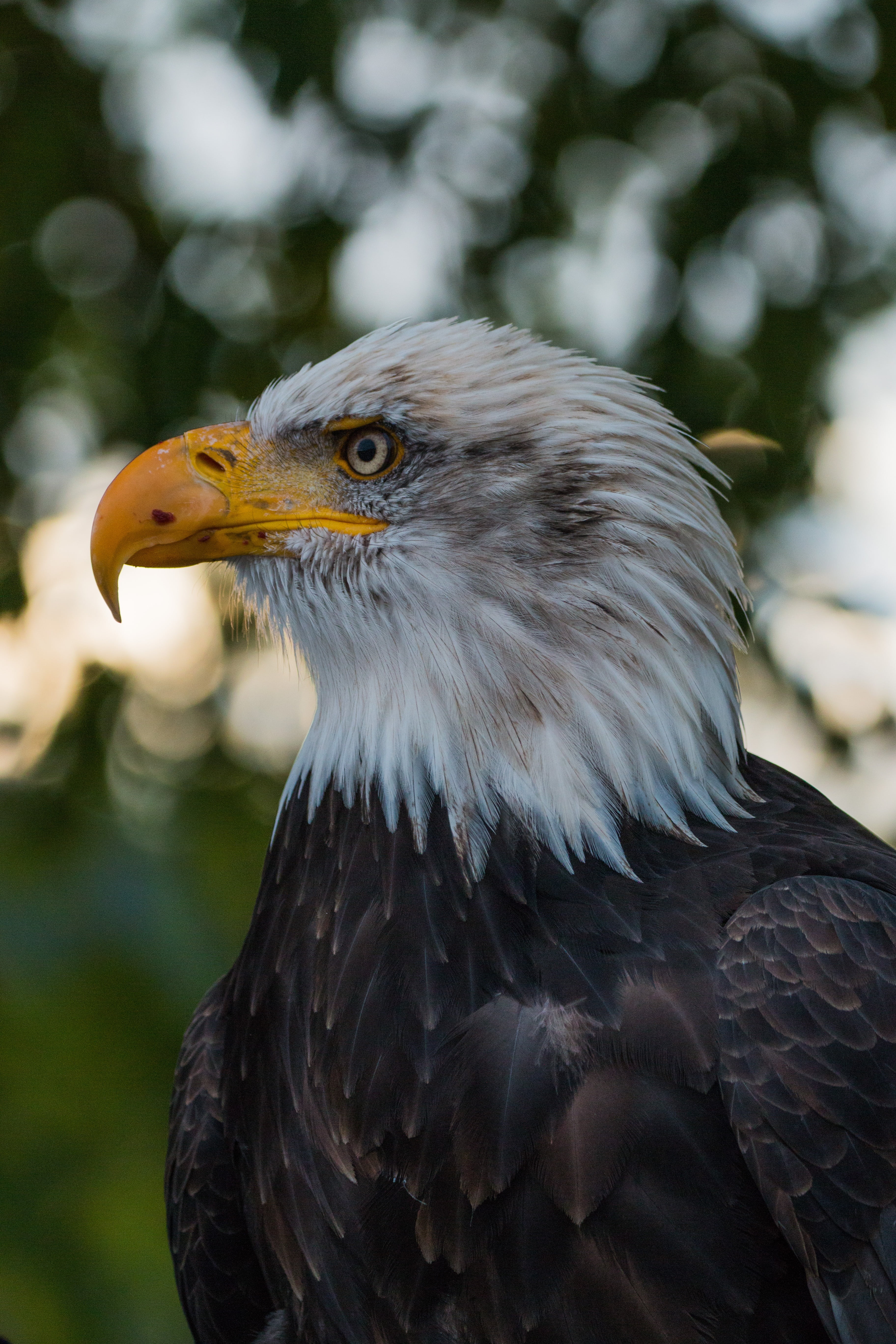 animal head, adler, looking, usa, raptor, looking away, bald eagle, majestic, coat of arms of bird, close-up, feather, day, bald-eagle, bill, plumage, animal body part, Phone HD Wallpaper