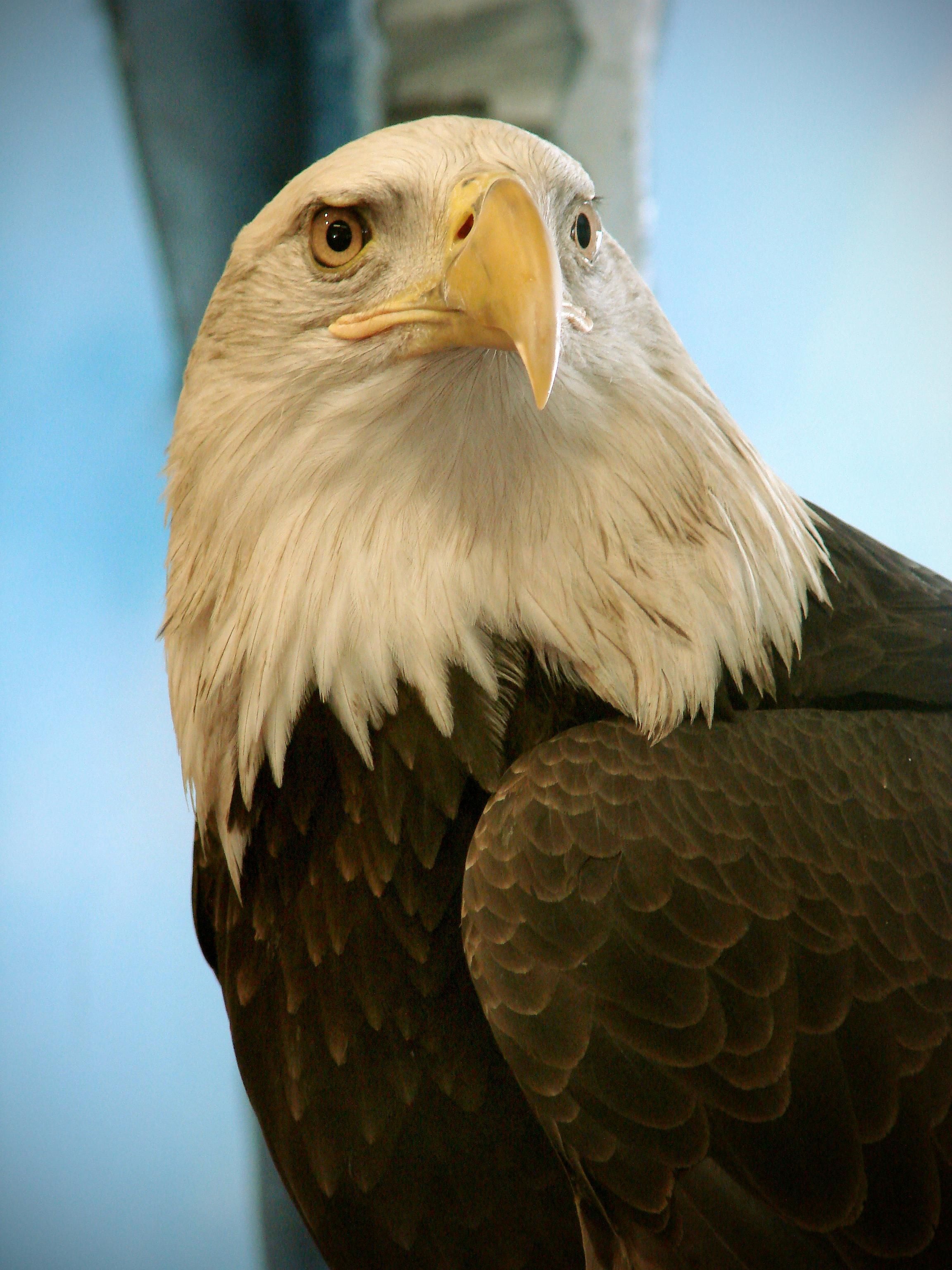 eagle - bird, animal, bird of prey, parrot, day, animal eye, no people, falcon - bird, nature, looking, animal head, fauna, animals in the wild, animal wildlife, Phone HD Wallpaper