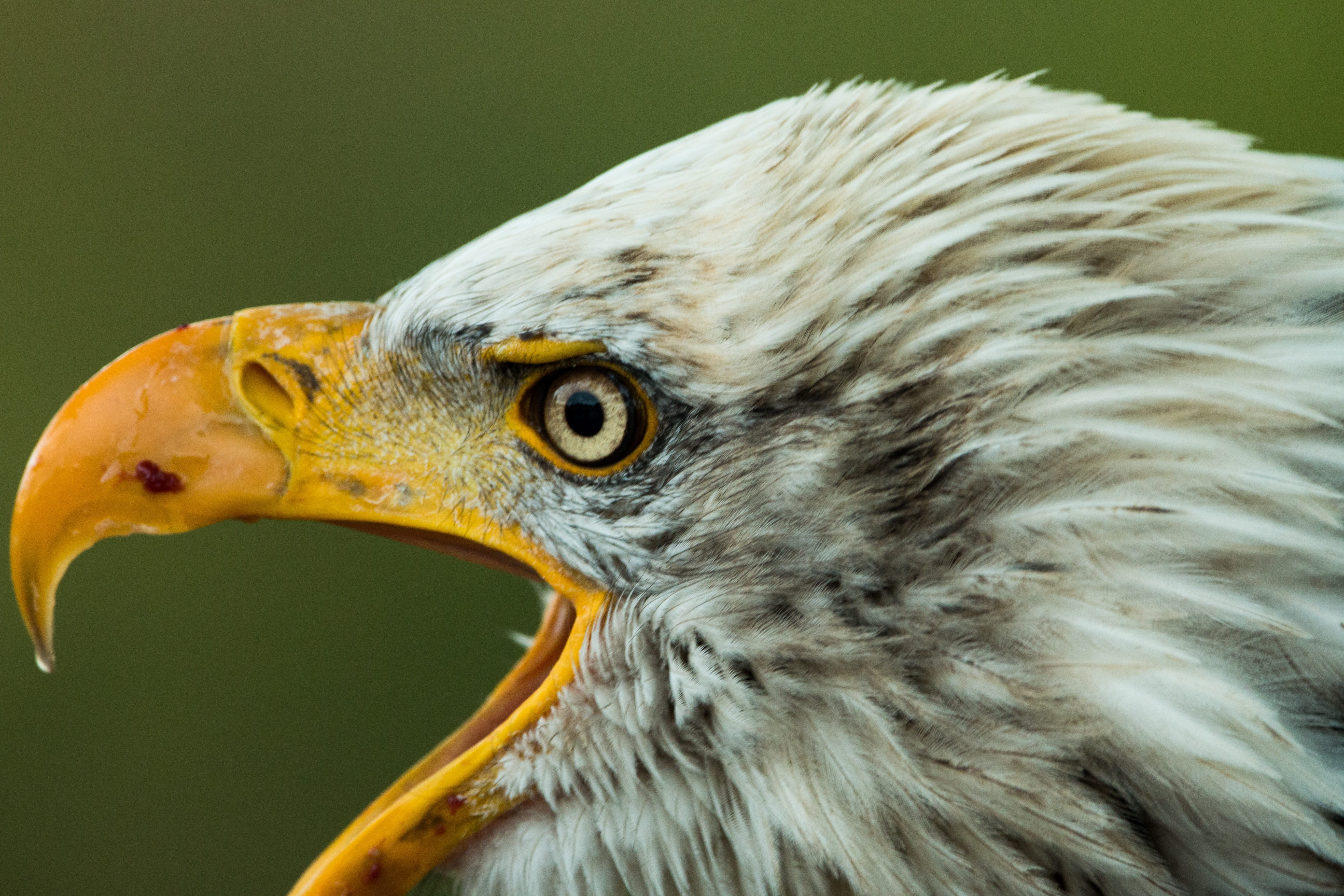 animal, animal themes, day, usa, vertebrate, one animal, profile view, close, sadek, close-up, bird, bill, falconry, coat of arms of bird, bald eagles, HD Wallpaper