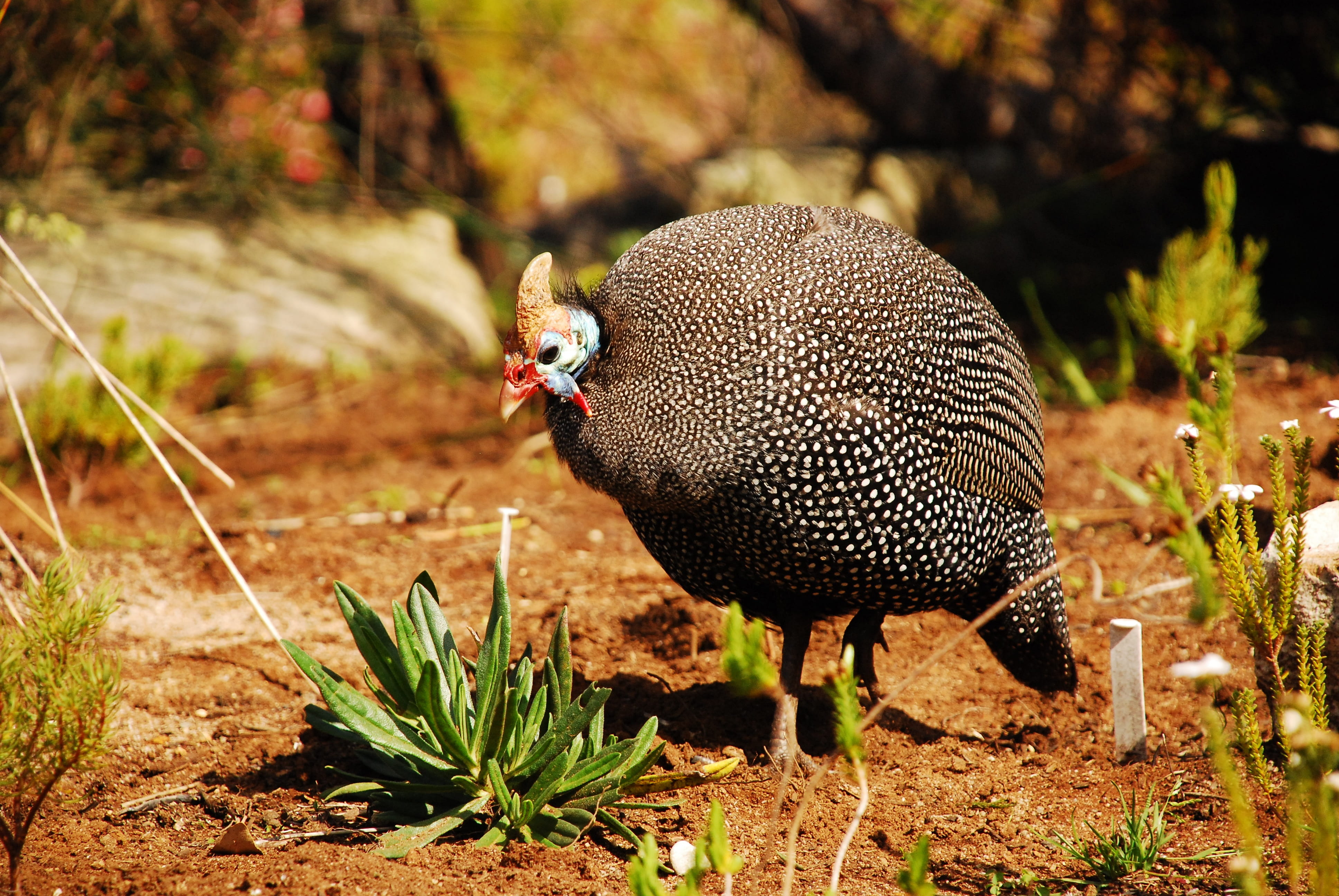 animal wildlife, animals in the wild, nature, field, no people, reserve, domestic animals, focus on foreground, guineafowl, day, birds, vertebrate, walking, HD Wallpaper