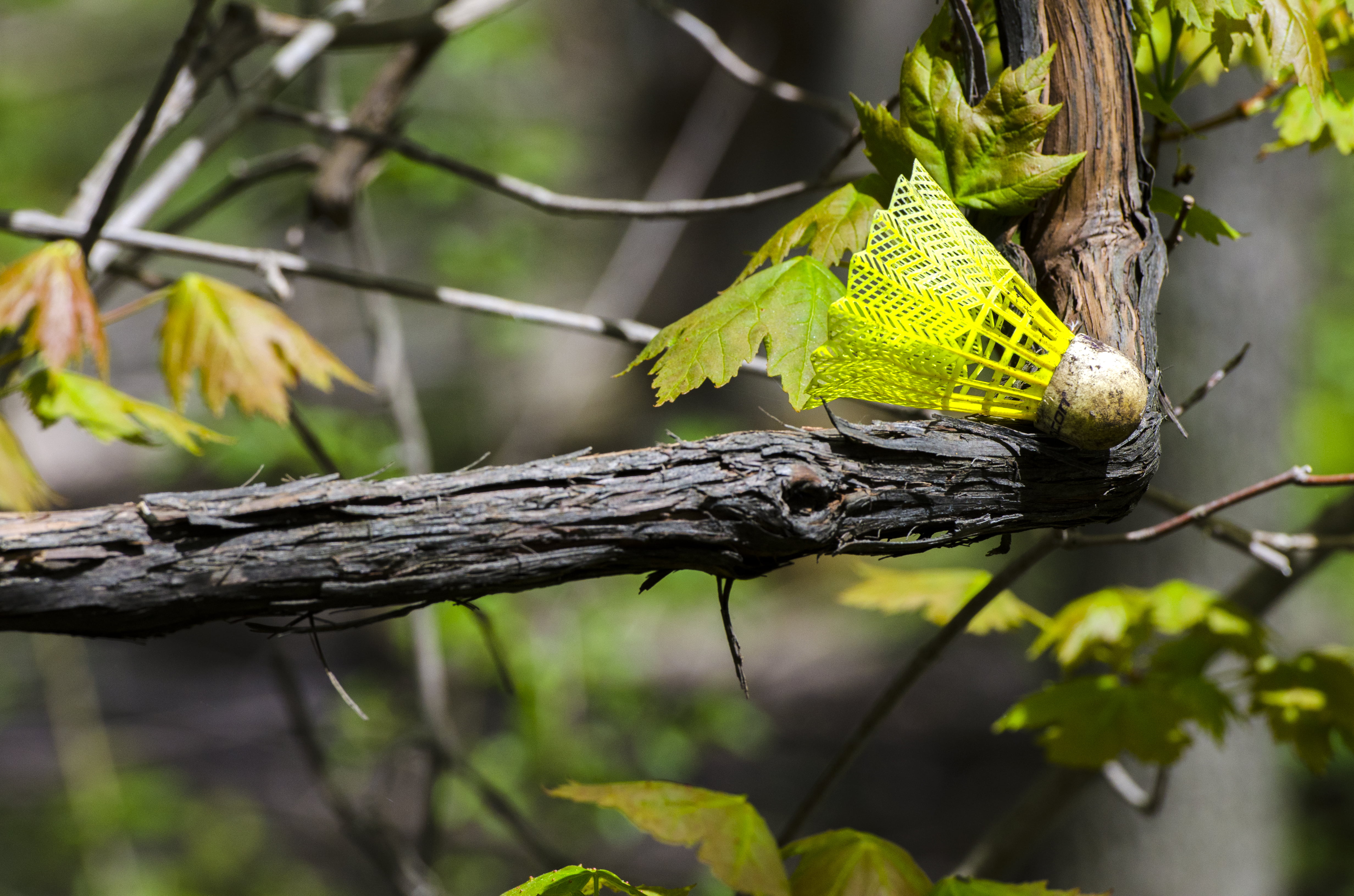 avian, tree branch, tree, birdie, MacGregor  Park, wildlife, branch, insect, leaf, outdoors, animal, badminton, adventure, nature, 4K, racket, Birding, HD Wallpaper