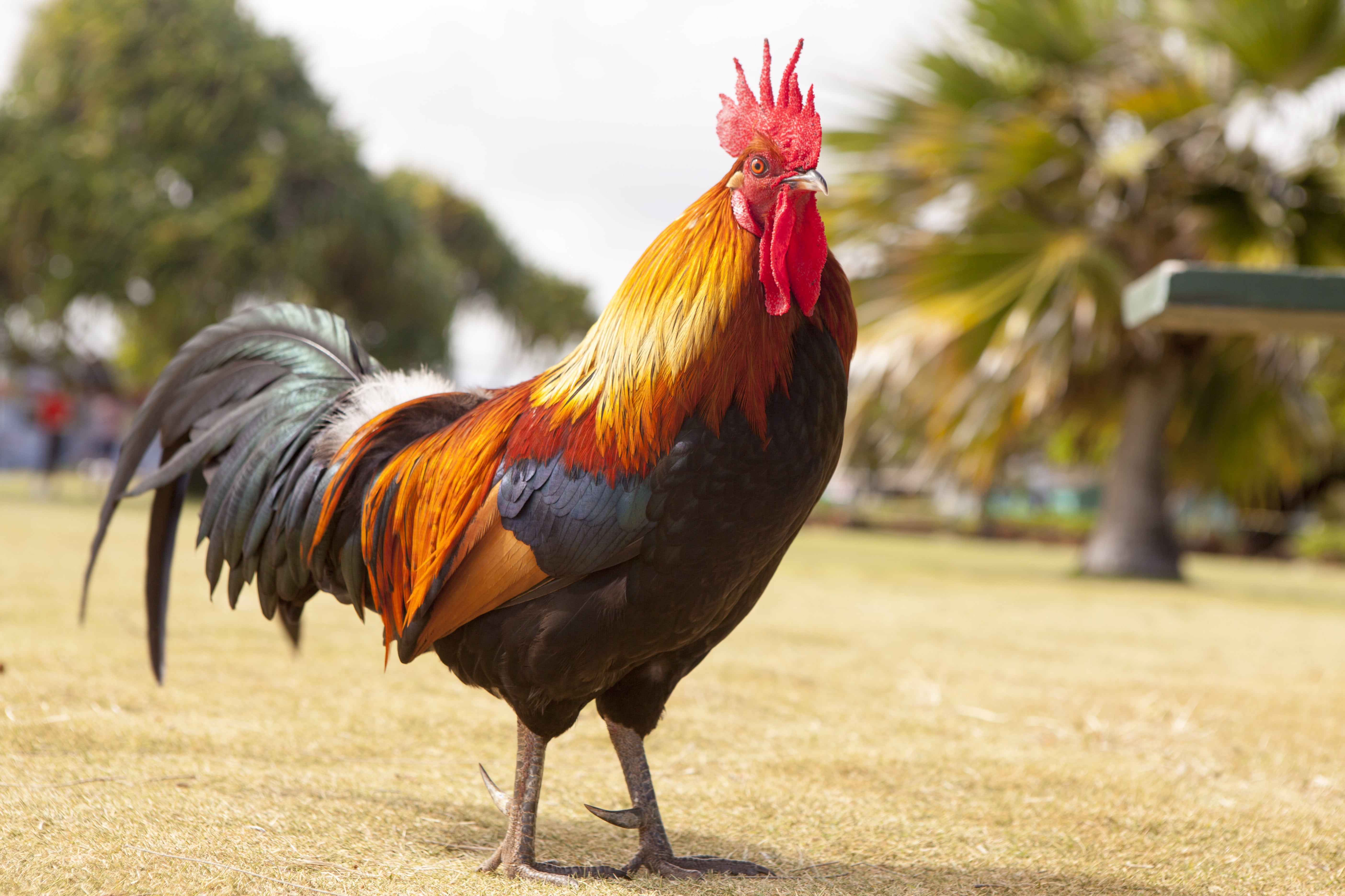 rooster, yellow, chicken - Bird, macro, animal, pets, day, vertebrate, animal themes, agriculture, livestock, domestic animals, mammal, poultry, male animal, HD Wallpaper