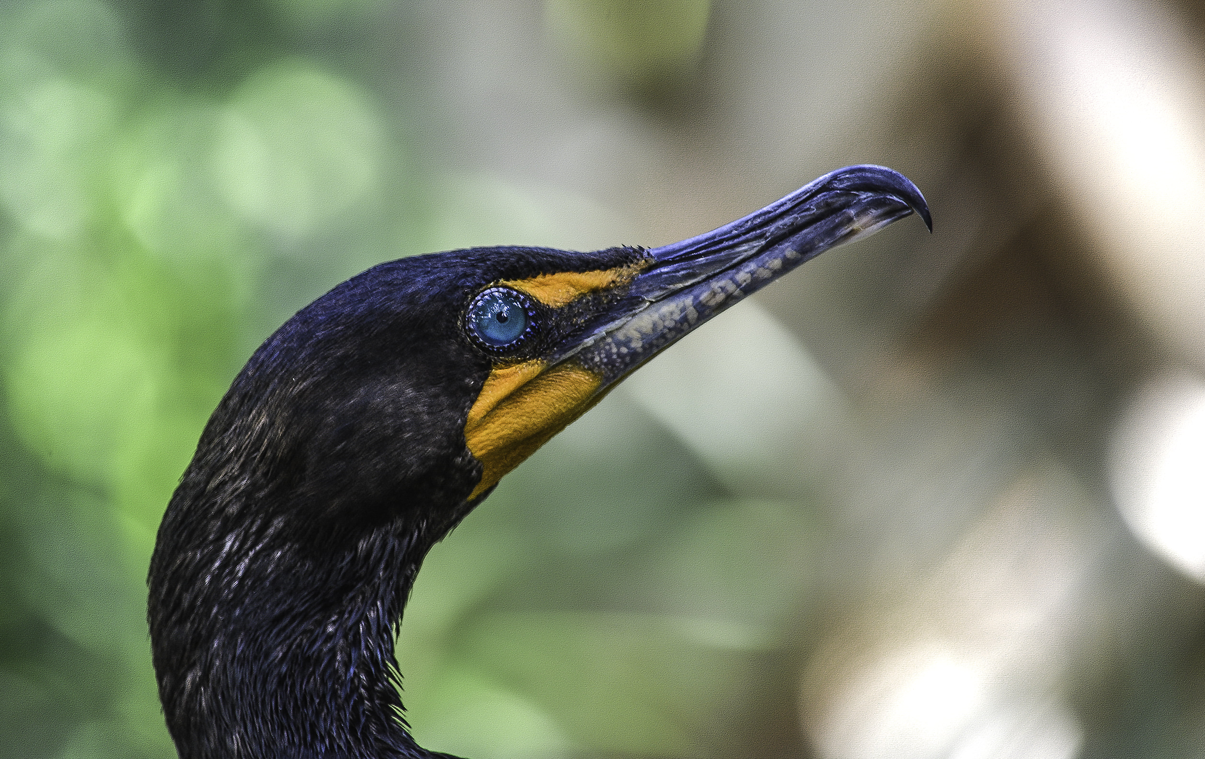 nature, outdoors, focus, closeup, beak, outdoor, 4K, blue  orange, animal, crested, double, natural, Double-Crested Cormorant, black, wildlife, portrait, HD Wallpaper