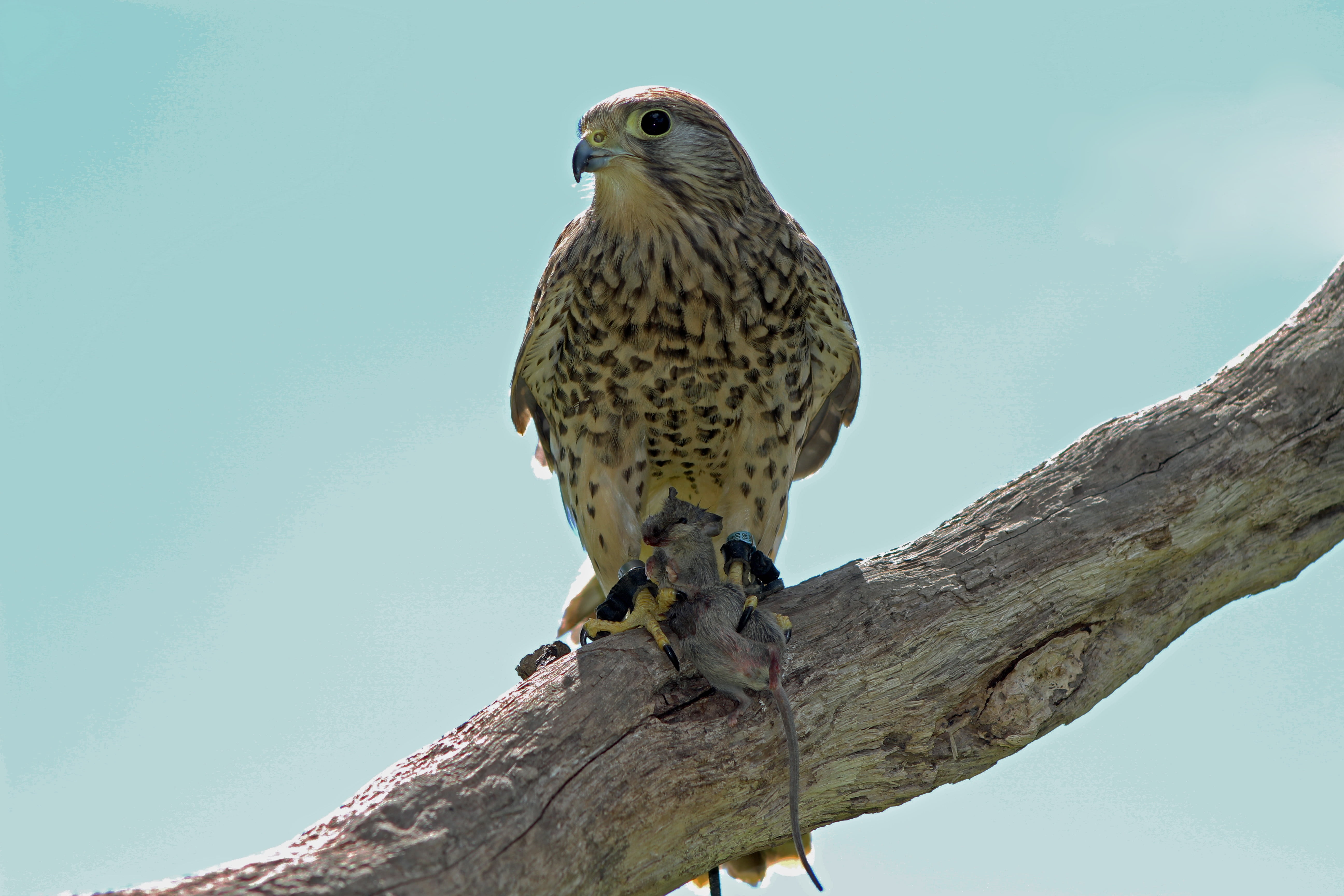 kestrel, falcon - bird, outdoors, raptor, animal wildlife, plant, day, animal, predator, bird of prey, no people, focus on foreground, animals in the wild, HD Wallpaper