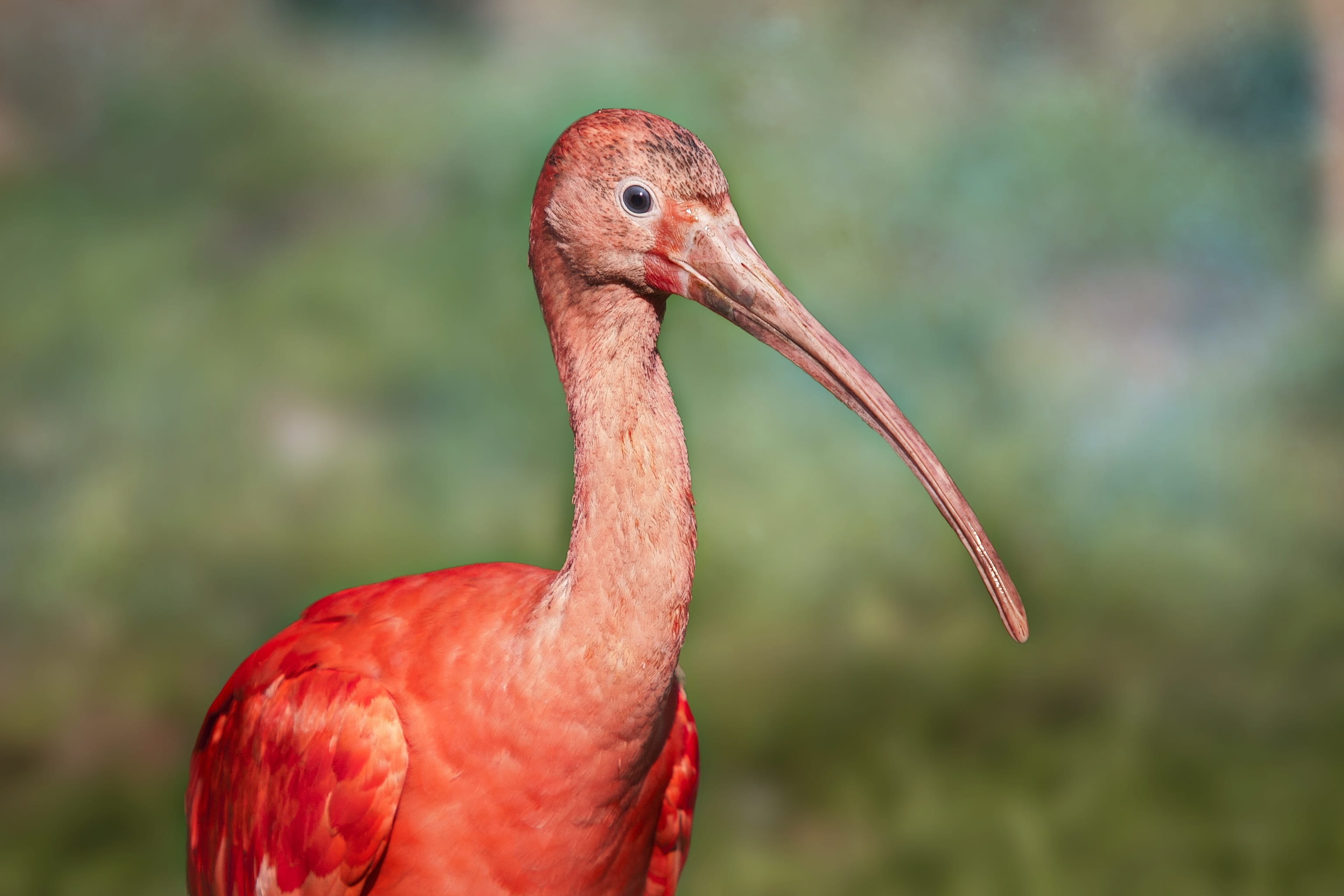 exotic, day, beauty in nature, pink bird, portrait, wild, wildlife, color, profile view, animal head, feather, park, red, outdoors, close-up, 2K, ornithology, HD Wallpaper