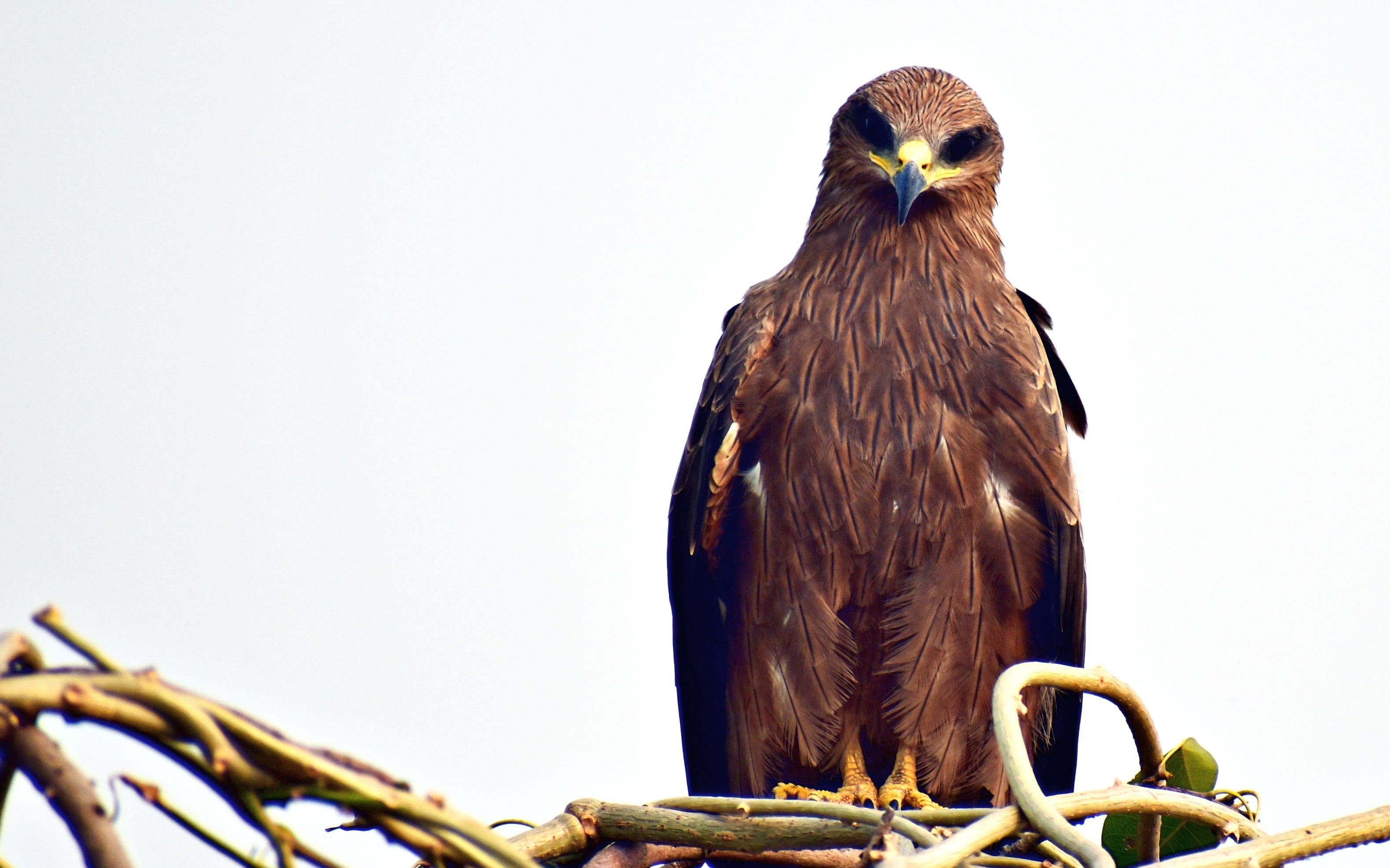 sky, milvus migrans, animal themes, copy space, beak, black kite, bird, animal, focus on foreground, close-up, day, one animal, raptor, no people, nature, HD Wallpaper