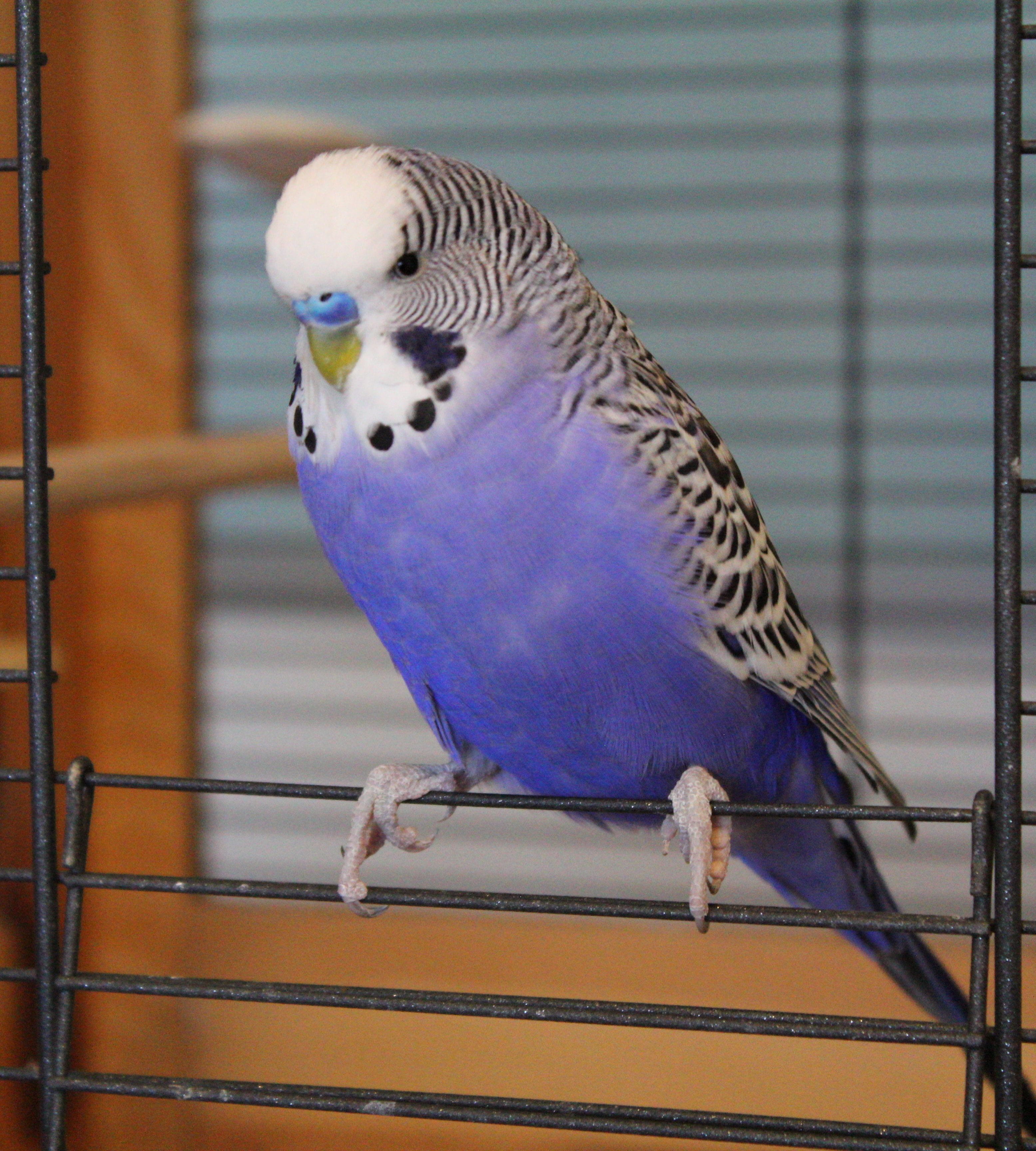 perching, bird, cage, blue, animals in the wild, australian, animal wildlife, animal, avian, indoors, 2K, wing, budgie, beak, parakeet, vertebrate, close-up, Phone HD Wallpaper