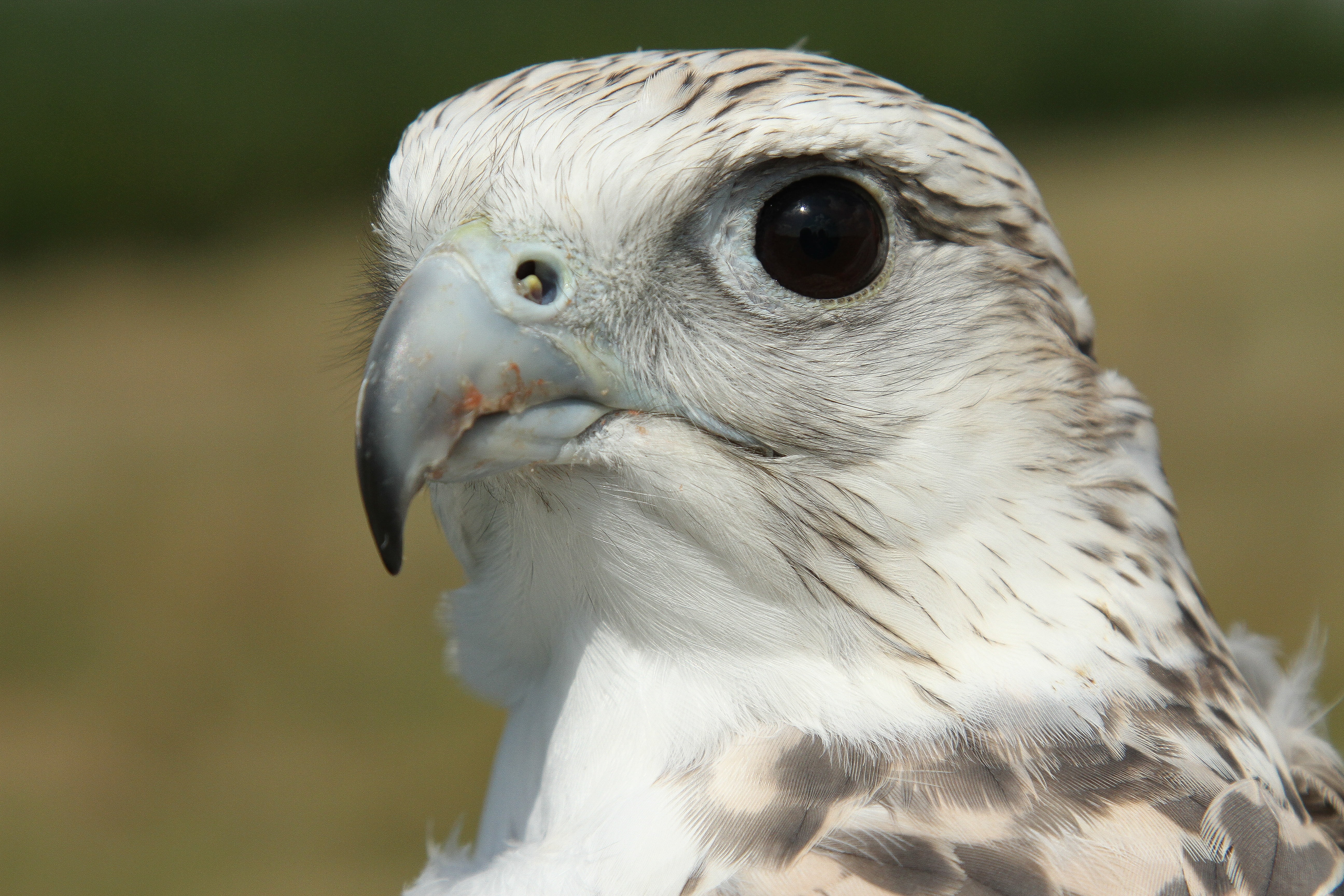avian, outdoors, white color, powerful, eagle, bird of prey, falconry, animals in the wild, falcon - bird, 5K, day, predator, close-up, animal head, falcon, HD Wallpaper