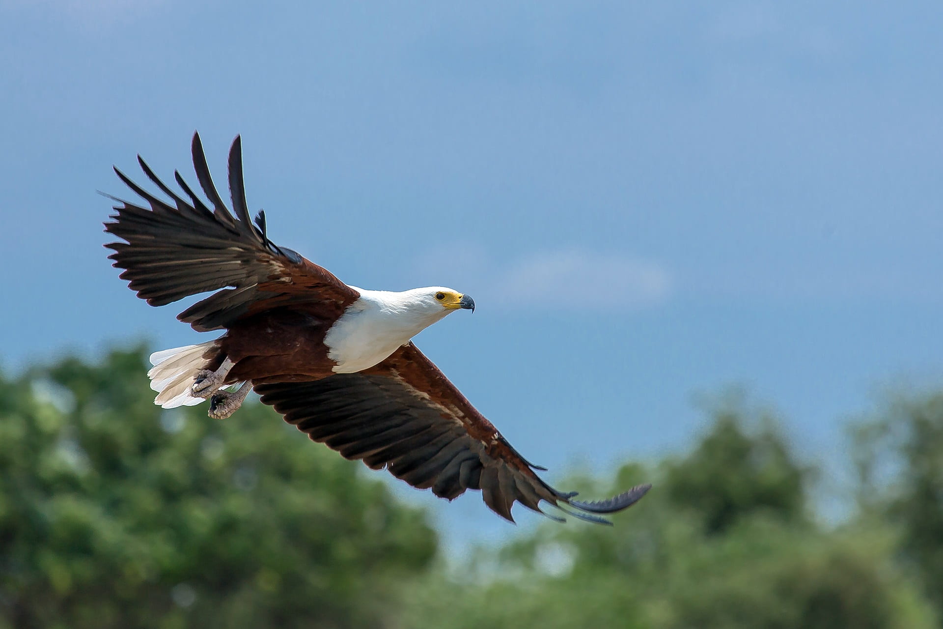animal body part, eagle, brown, flight, bird, animals in the wild, animal, animal wildlife, eagle - bird, animal themes, adler, raptor, haliaeetus vocifer, HD Wallpaper