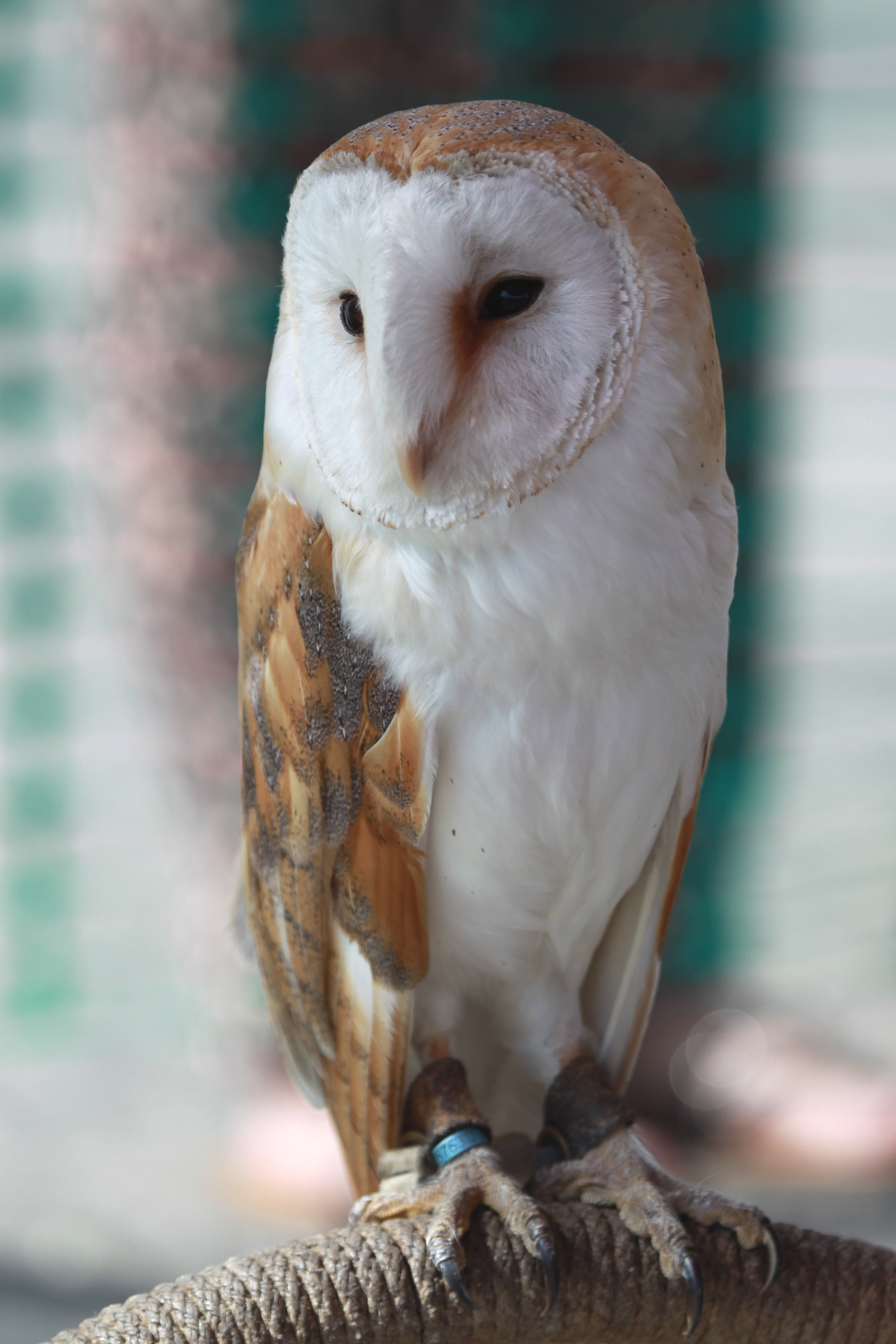 bird of prey, wildlife, animal eye, photography, animal wildlife, white color, barn owl, predatory, focus on foreground, nature, portrait, avifauna, tyto, Phone HD Wallpaper