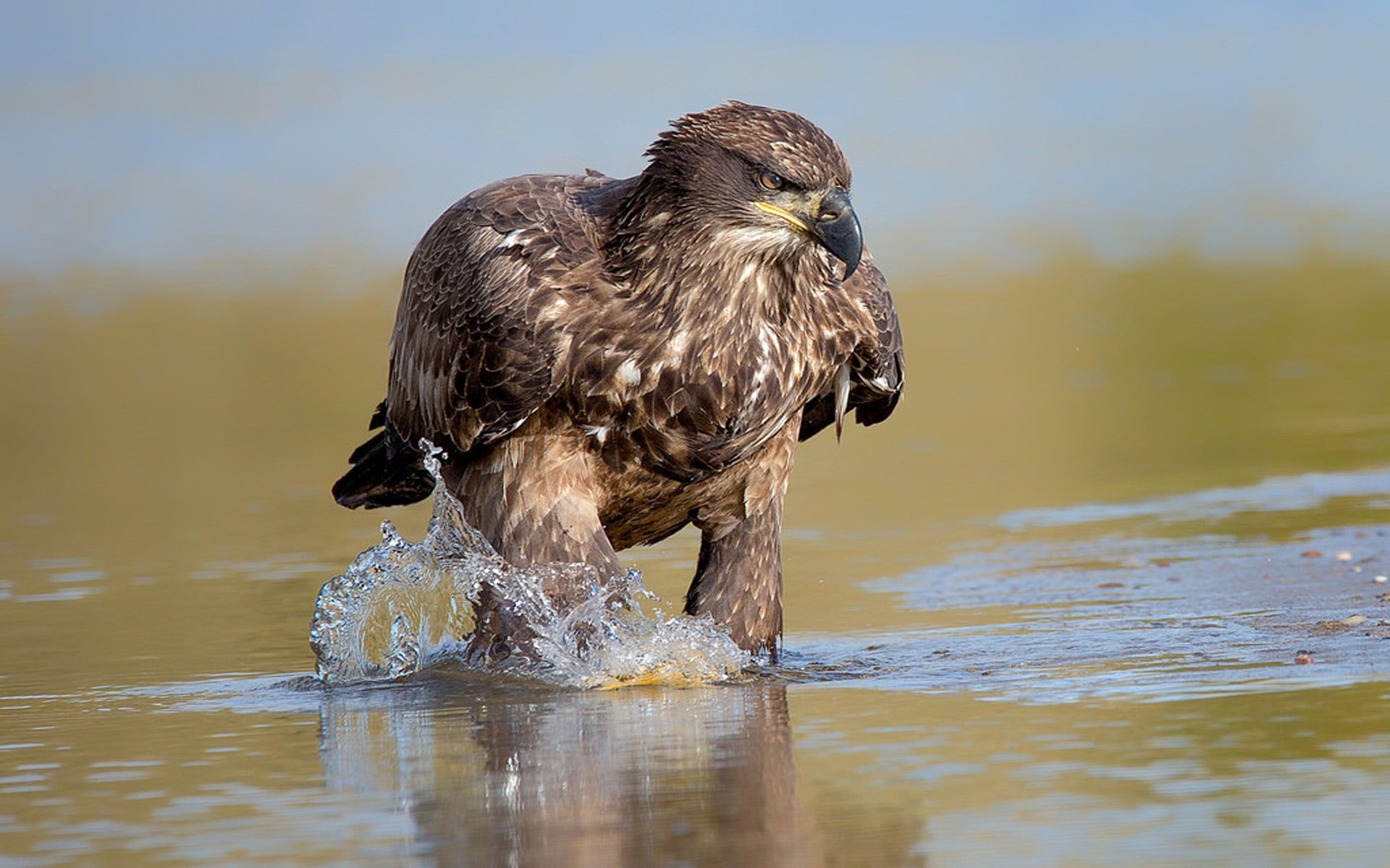 mobile, hd, white, phones, albicilla, eagle, tailed, 1080P, haliaeetus, HD Wallpaper
