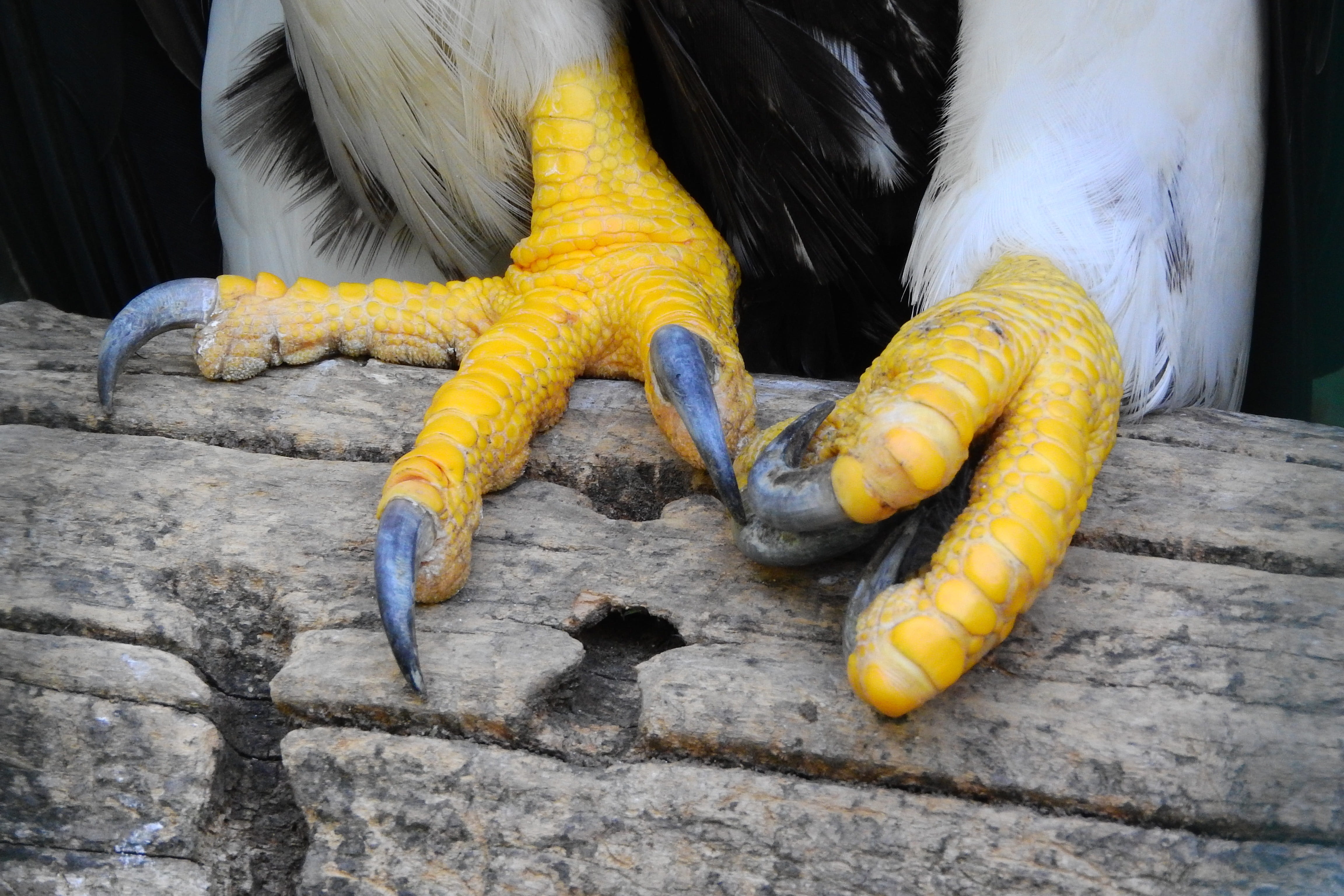 domestic, haliaeetus pelagicus, day, high angle view, animal, people, human body part, human hand, yellow, no people, one animal, animal leg, protective glove, HD Wallpaper